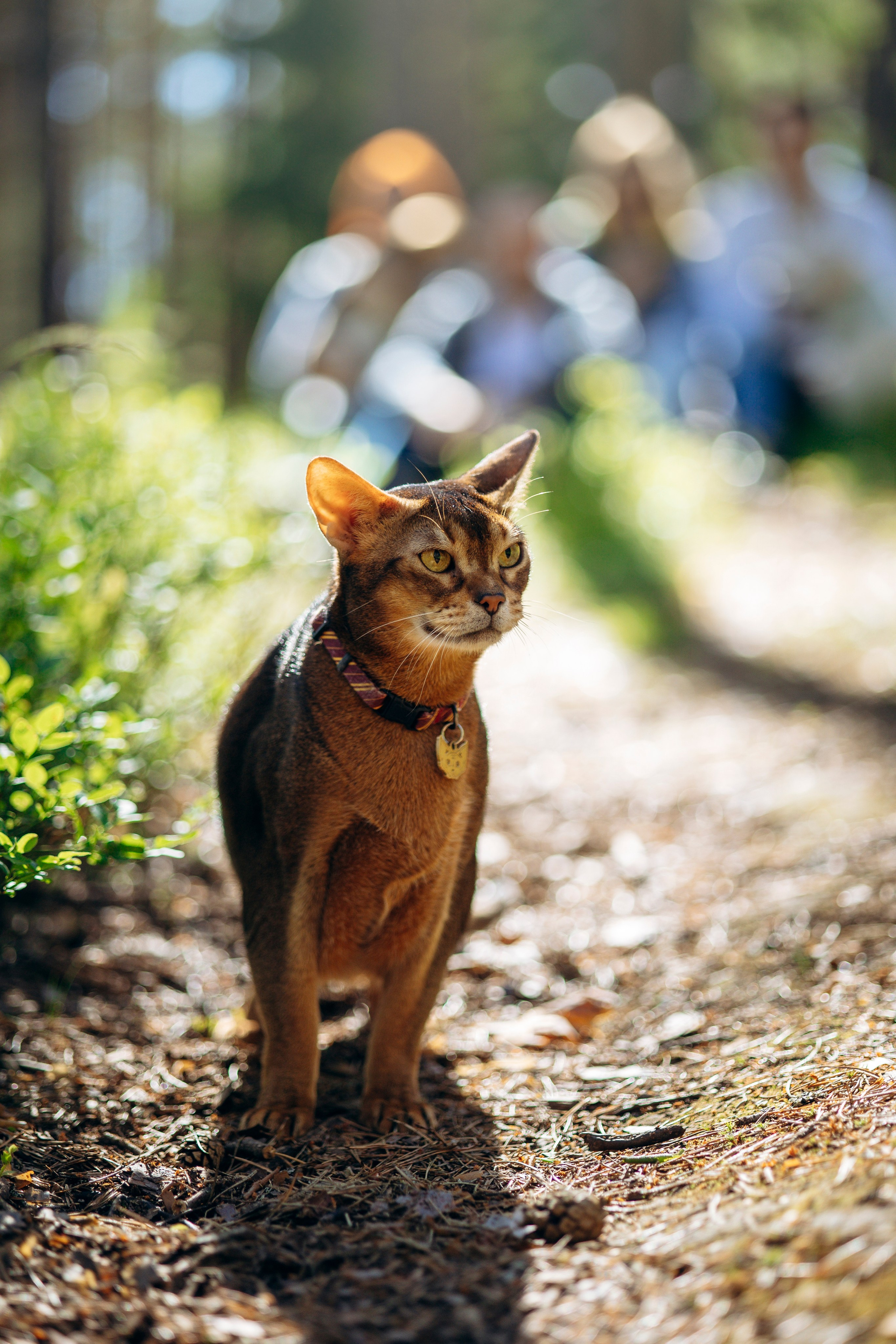 Котофеи и их семья. Фотограф — Анималист | Санкт-Петербург