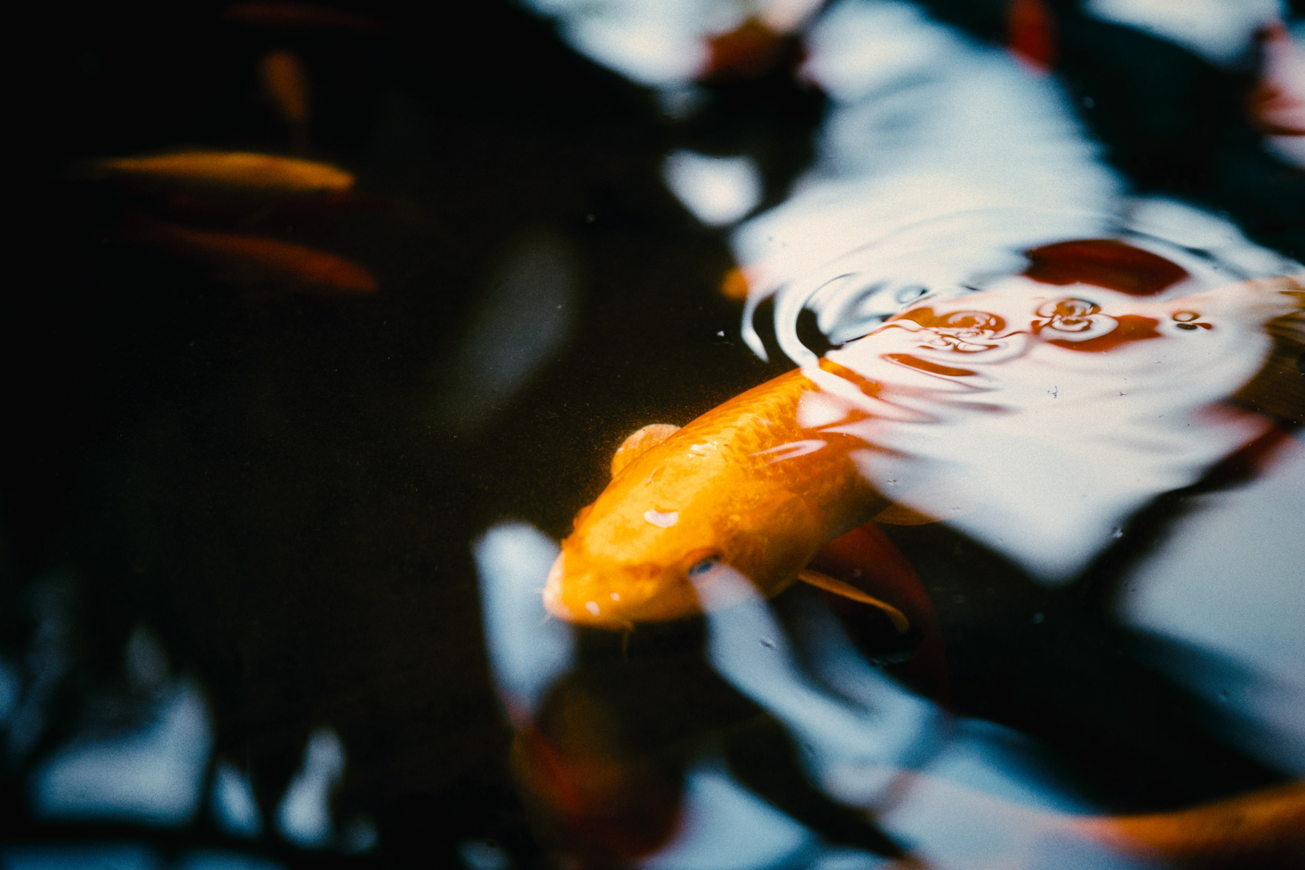 Аптекарский огород. Фотограф-любитель из Кирова Андрей Погребняк