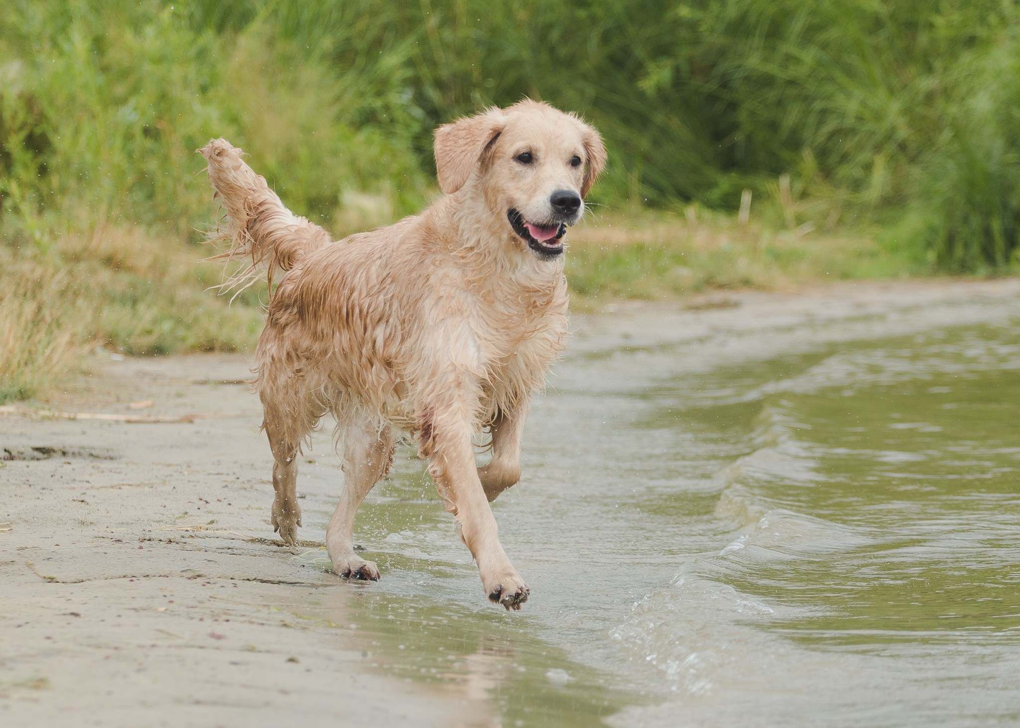 Тея. Питомник Грааль Гардарика