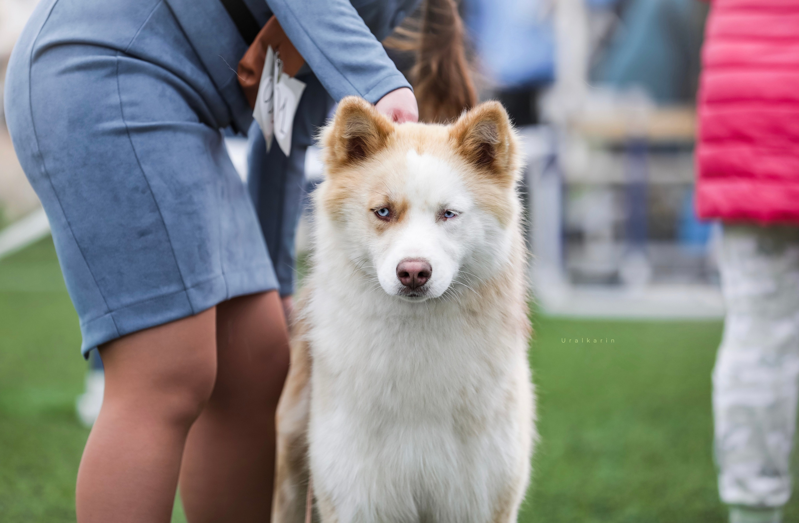 Денвер. Питомник Грааль Гардарика