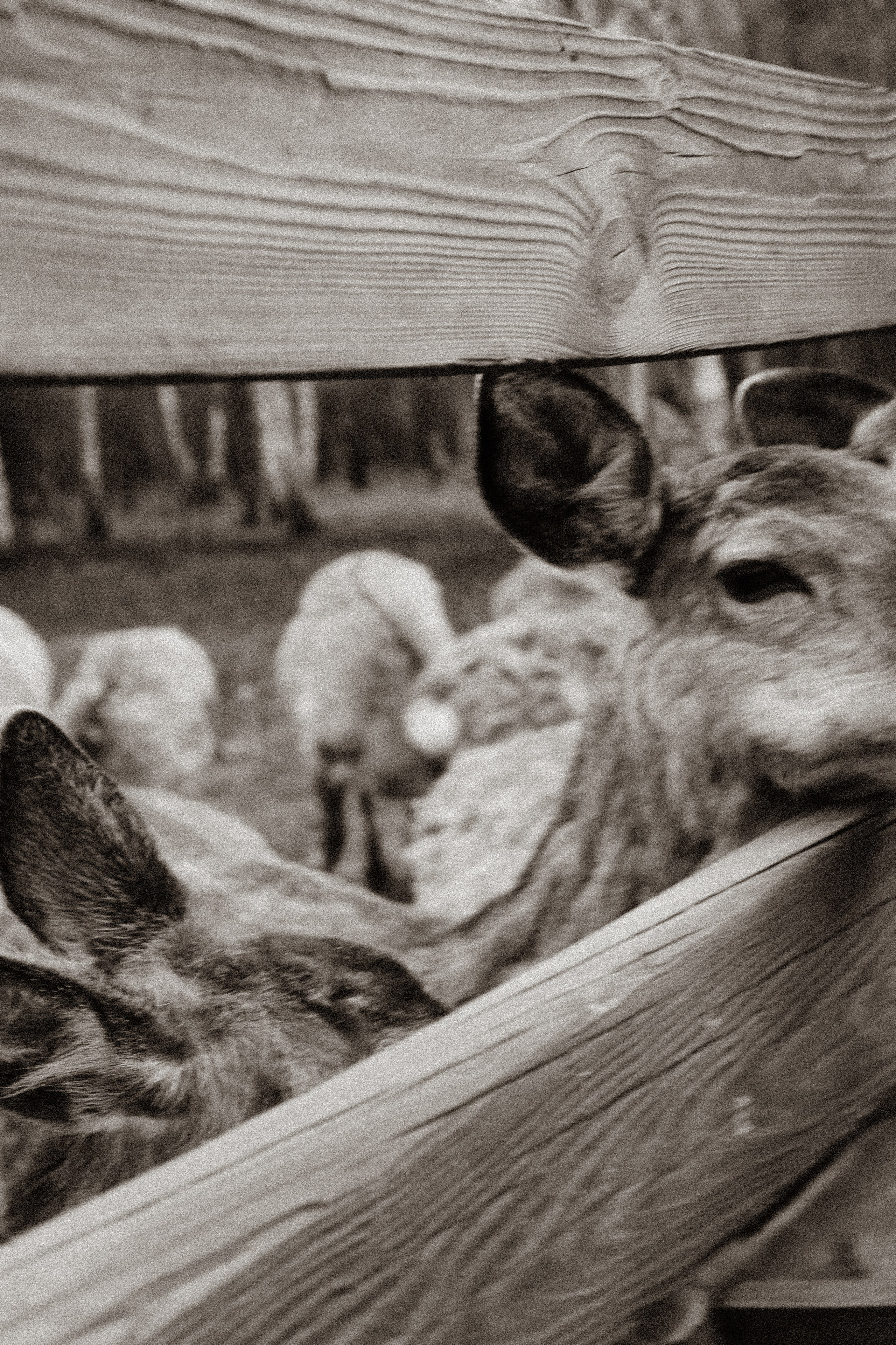 ОЛЕНЬЯ ФЕРМА В ТВЕРИ. Профессиональный фотограф, Санкт-Петербург — Виктория Богомолова