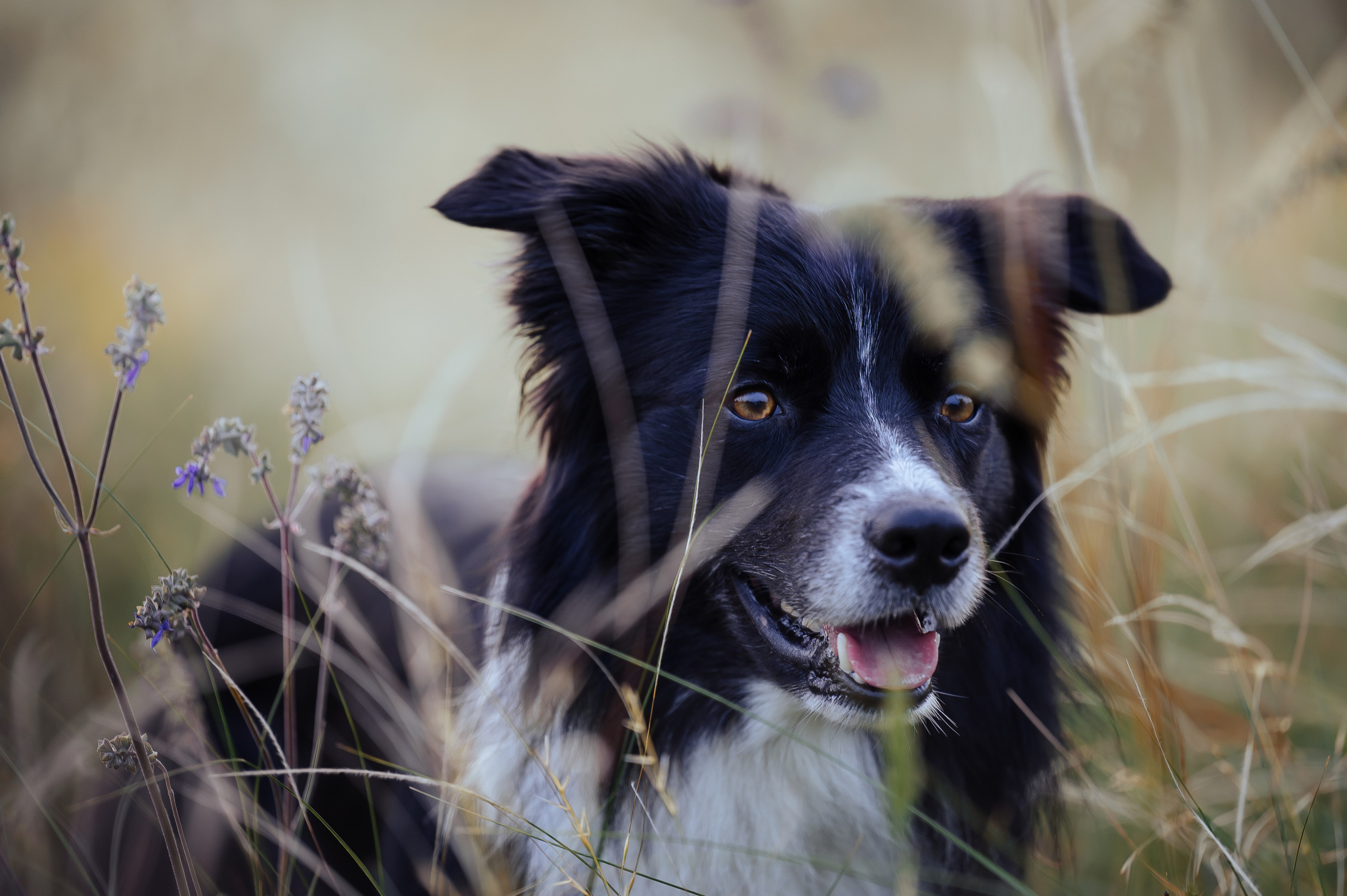 Прогулка на рассвете с бордер-колли. Фотограф в Ростове —на — Дону