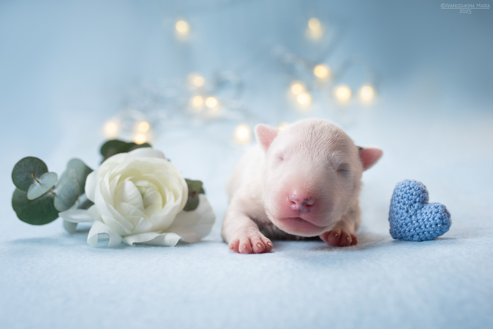 Ньюборн фотосессия щенков. Фотограф собак в Москве и Московской области Иванушкина Мария