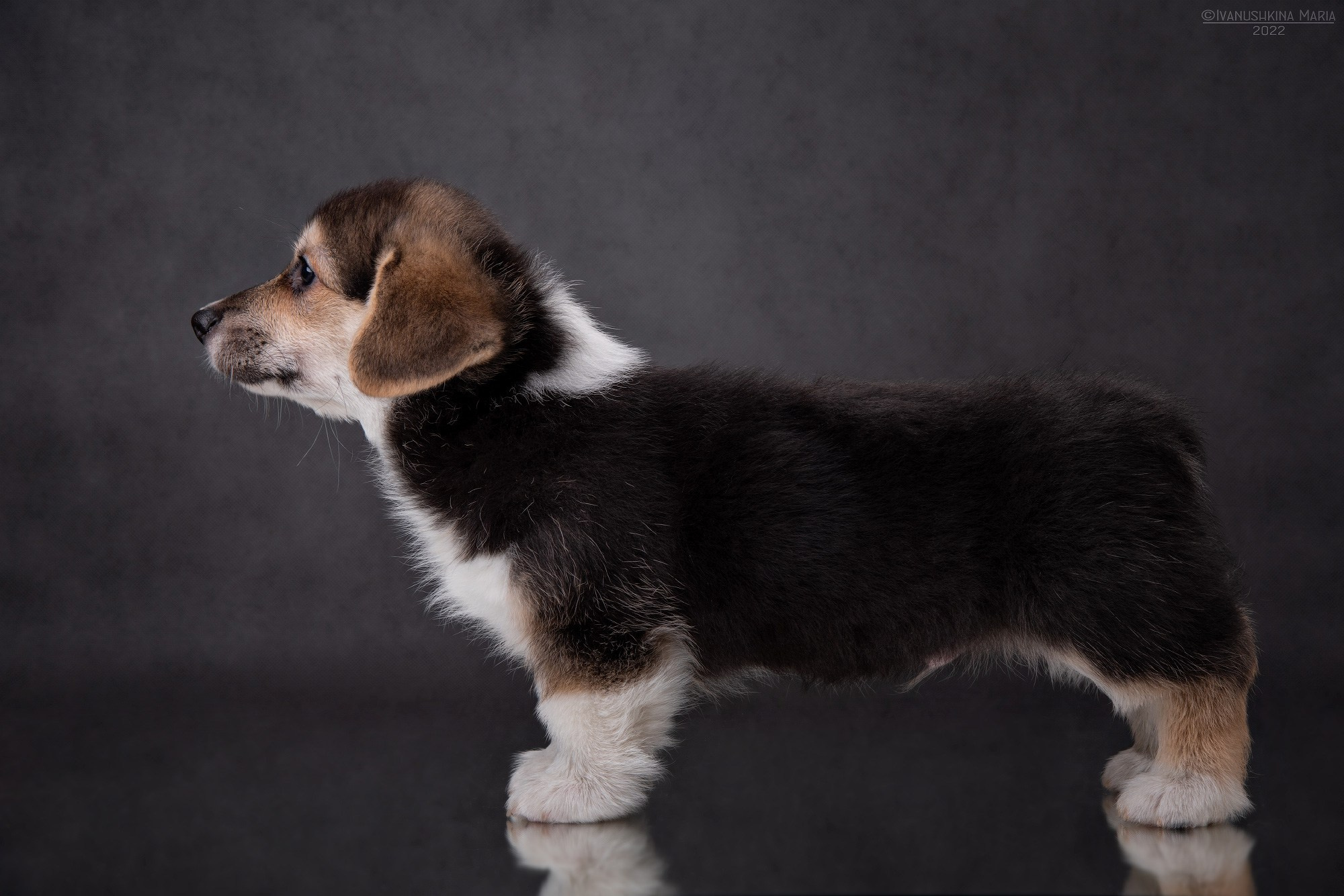 Экстерьерная фотосессия собаки. Фотограф собак в Москве и Московской области Иванушкина Мария