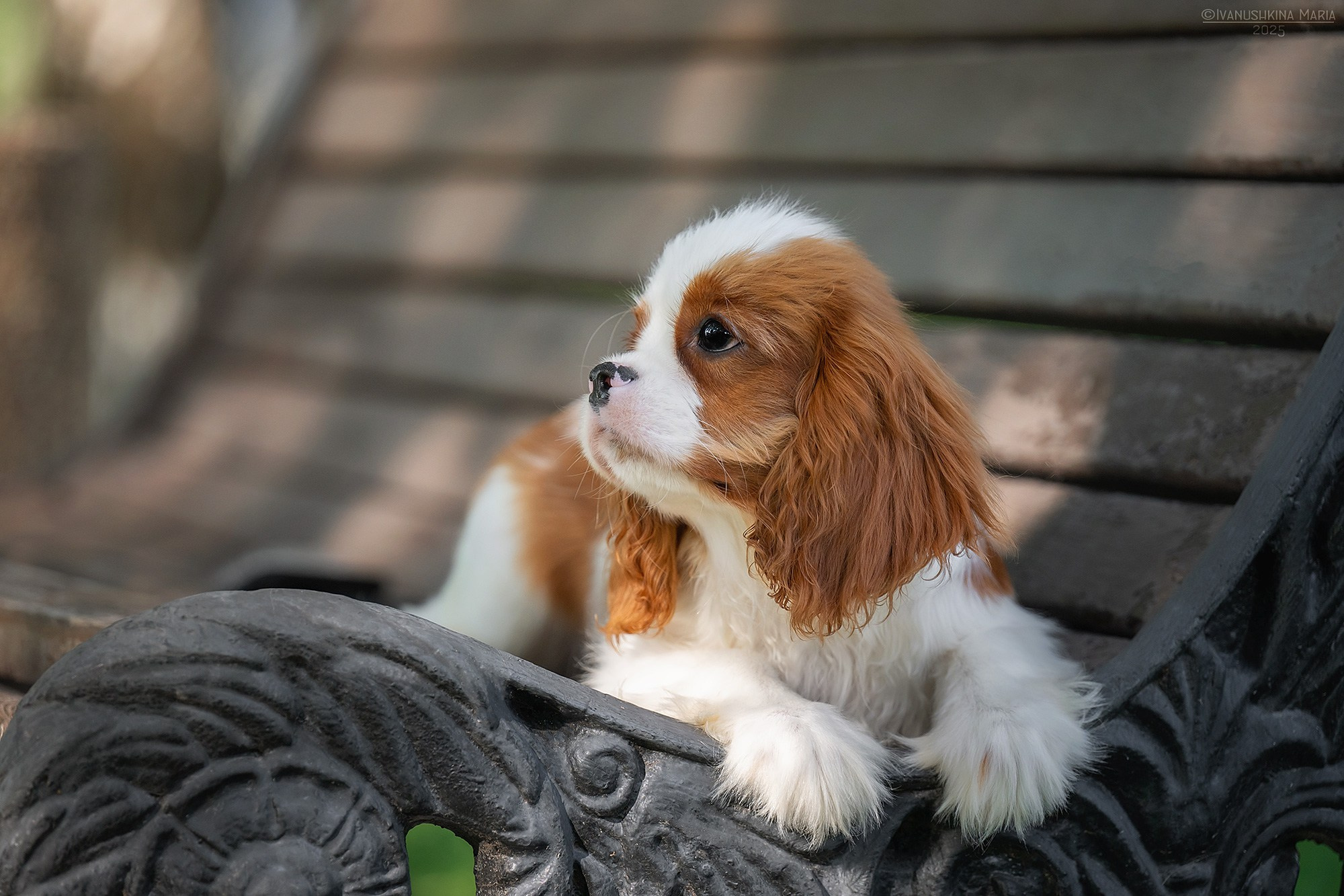 Фотосессия щенков на продажу. Фотограф собак в Москве и Московской области Иванушкина Мария