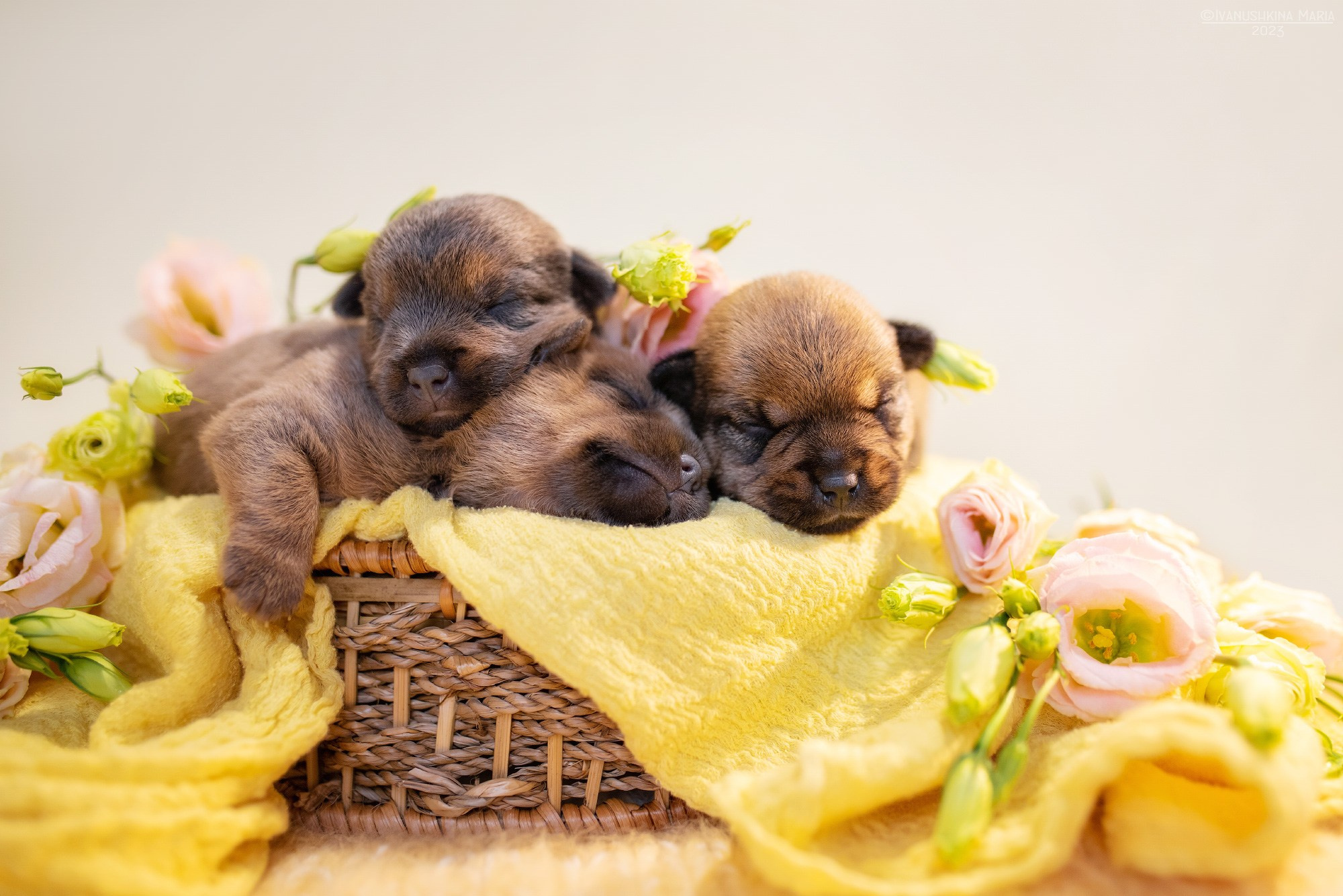 Ньюборн фотосессия щенков. Фотограф собак в Москве и Московской области Иванушкина Мария