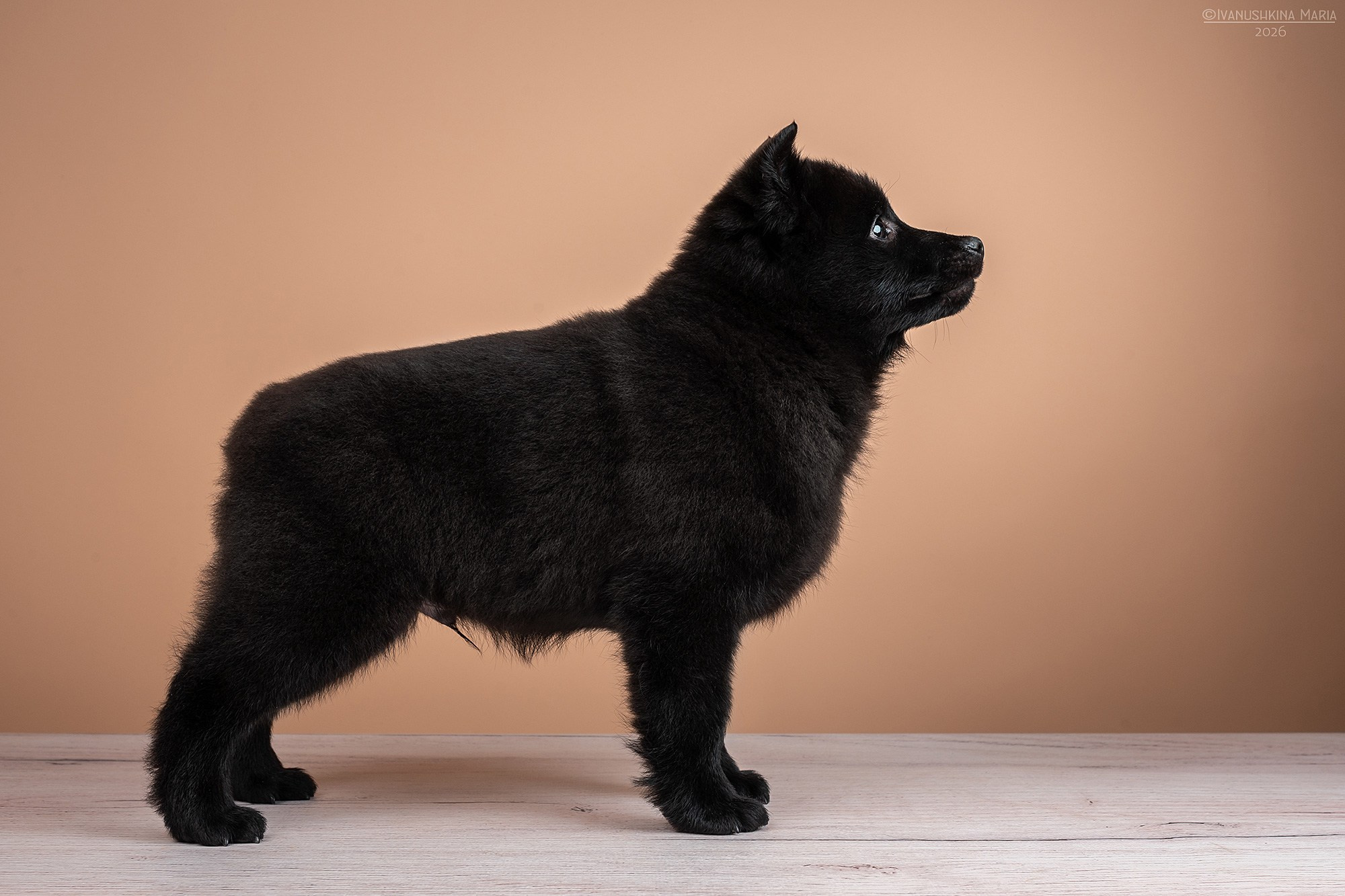 Экстерьерная фотосессия собаки. Фотограф собак в Москве и Московской области Иванушкина Мария