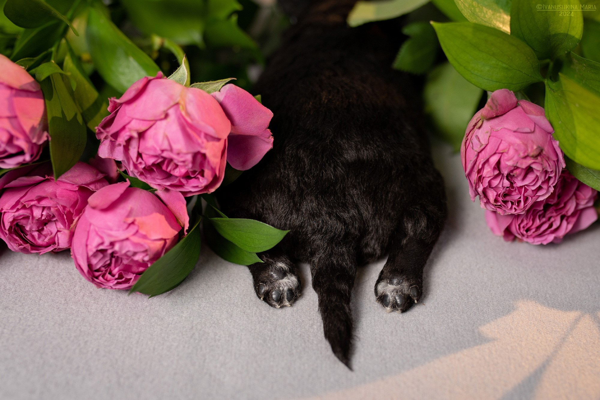 Ньюборн фотосессия щенков. Фотограф собак в Москве и Московской области Иванушкина Мария