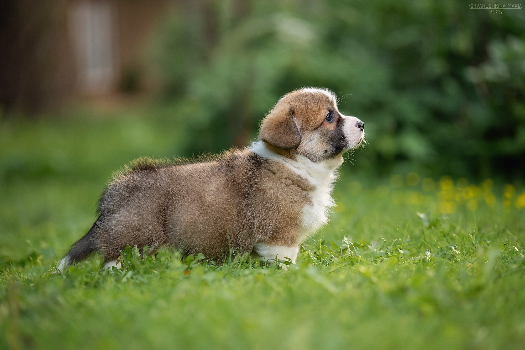 Фотосессия щенков на продажу. Фотограф собак в Москве и Московской области Иванушкина Мария