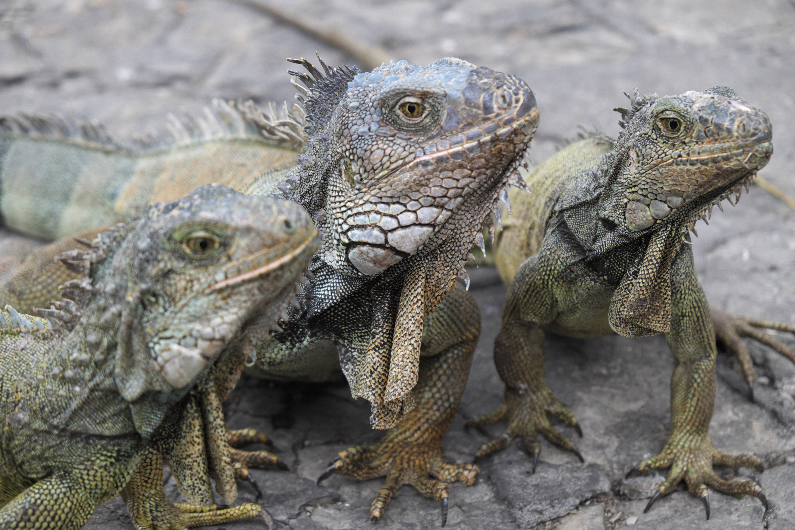 Животные. ПОБУДЬ ЗДЕСЬ И ЦЕЛЕЕ БУДЕТ ЭТОТ МИР