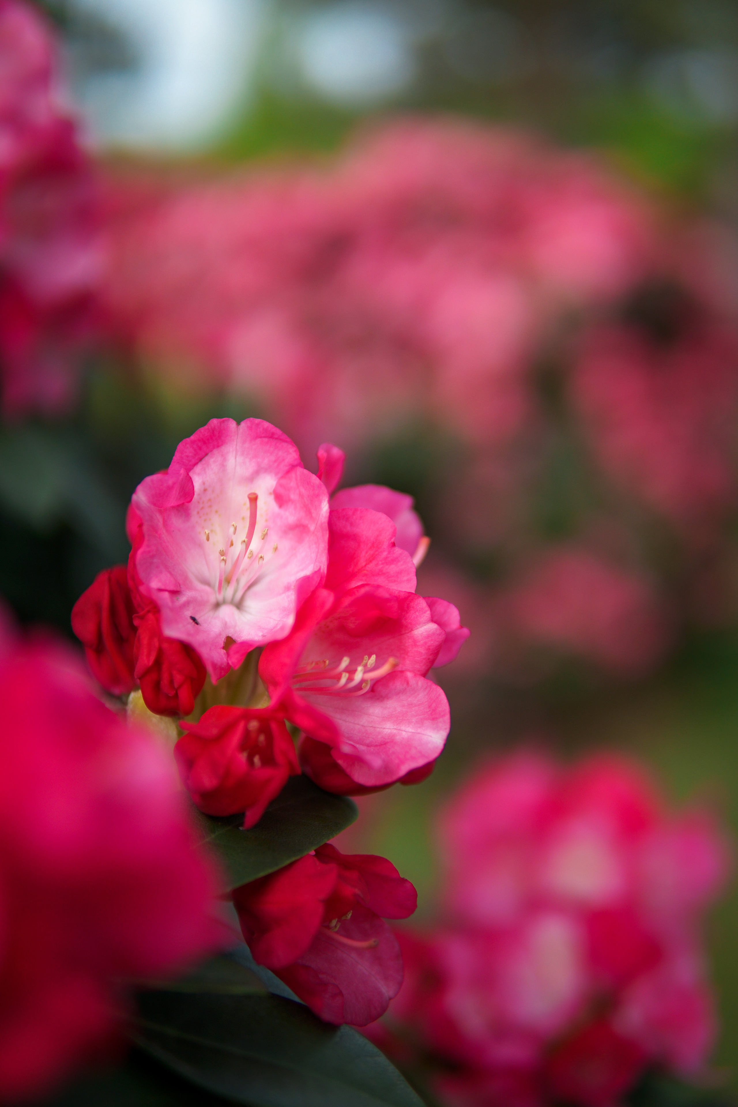 В цветениях парк Галицкого. Фотограф в Краснодаре и Краснодарском крае Елена Быкова