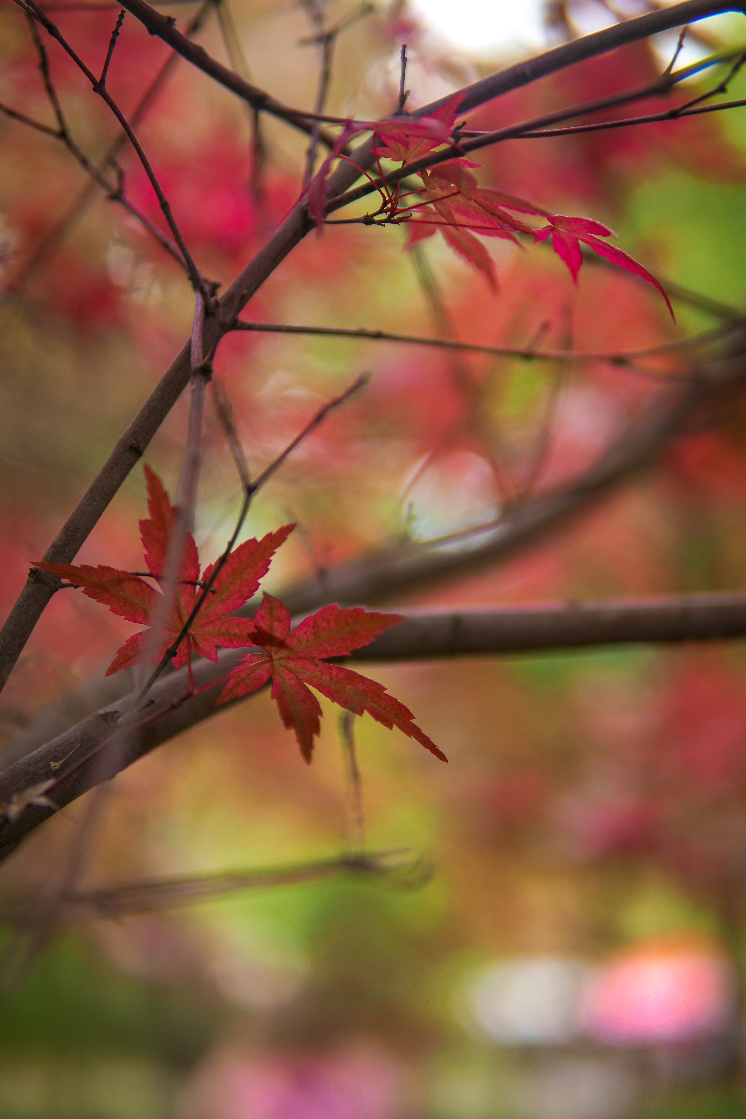 Прогулка на роликах. Фотограф в Краснодаре и Краснодарском крае Елена Быкова