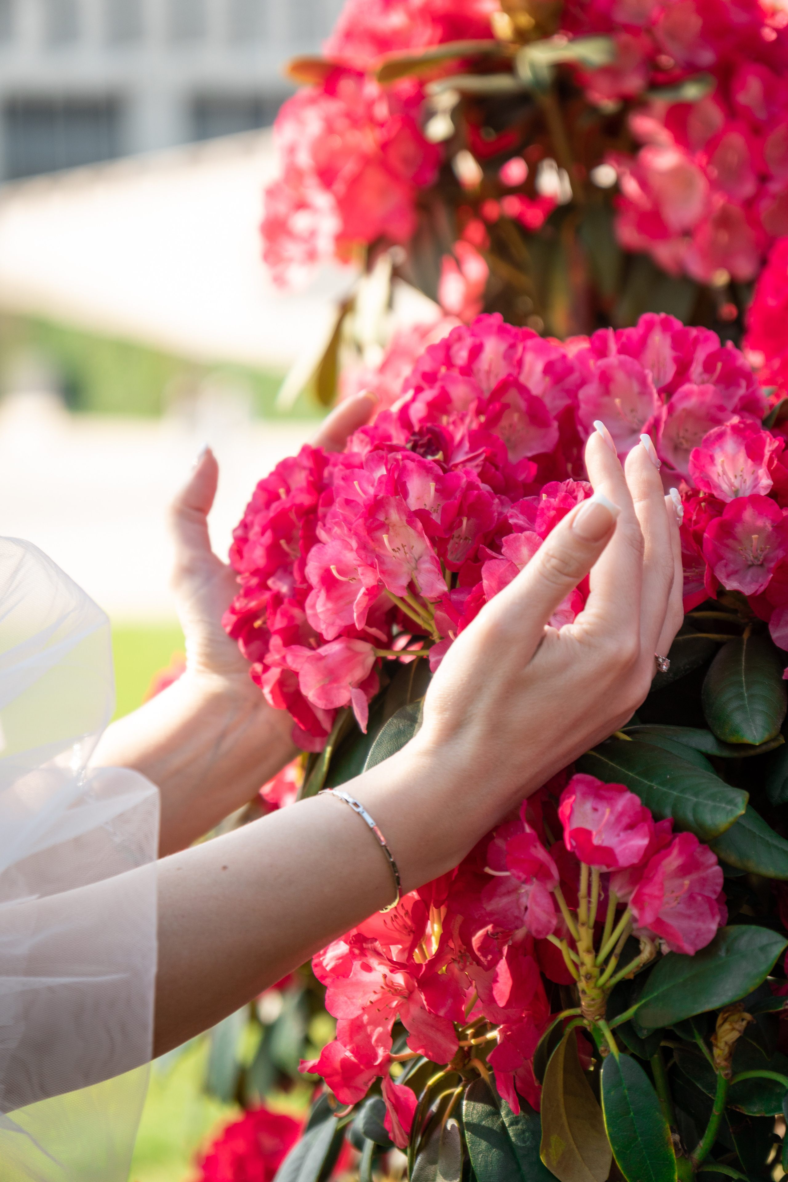 В цветениях парк Галицкого. Фотограф в Краснодаре и Краснодарском крае Елена Быкова