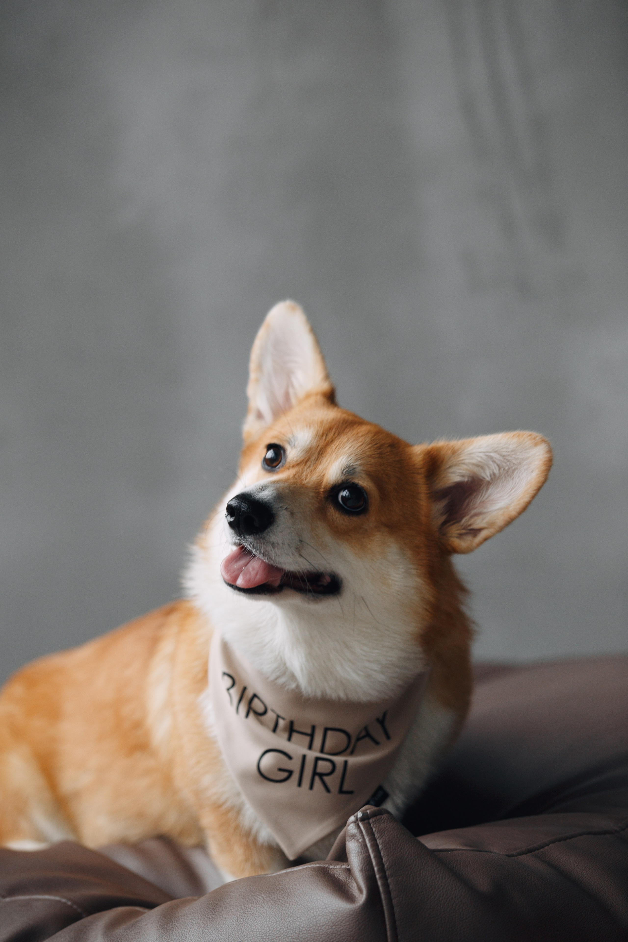 Wag'n'tails аксессуары для животных. Фотограф анималист Кристина Карпова, Москва