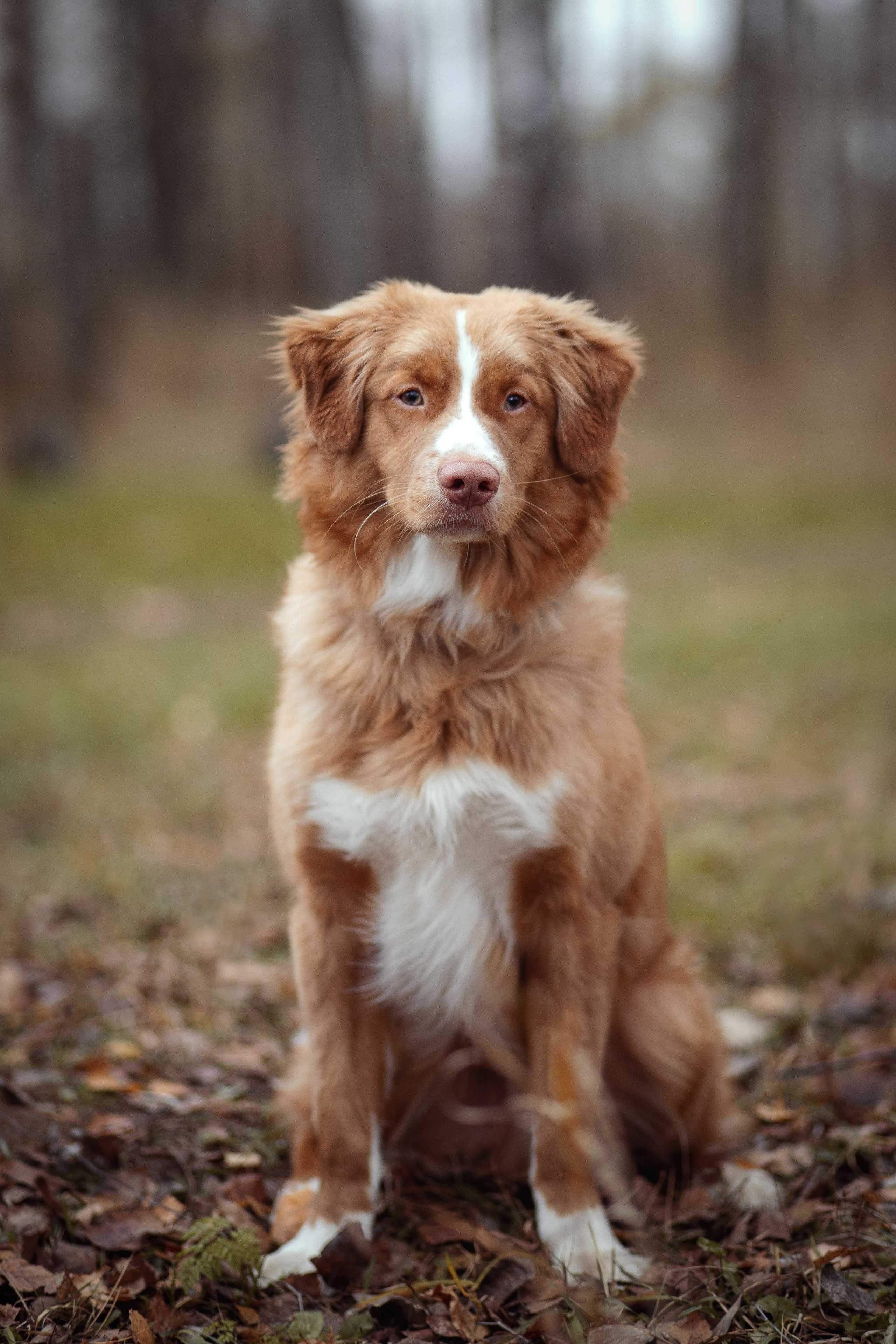 Новошотландский ретривер. Юлия Микульская. Рыбинск
