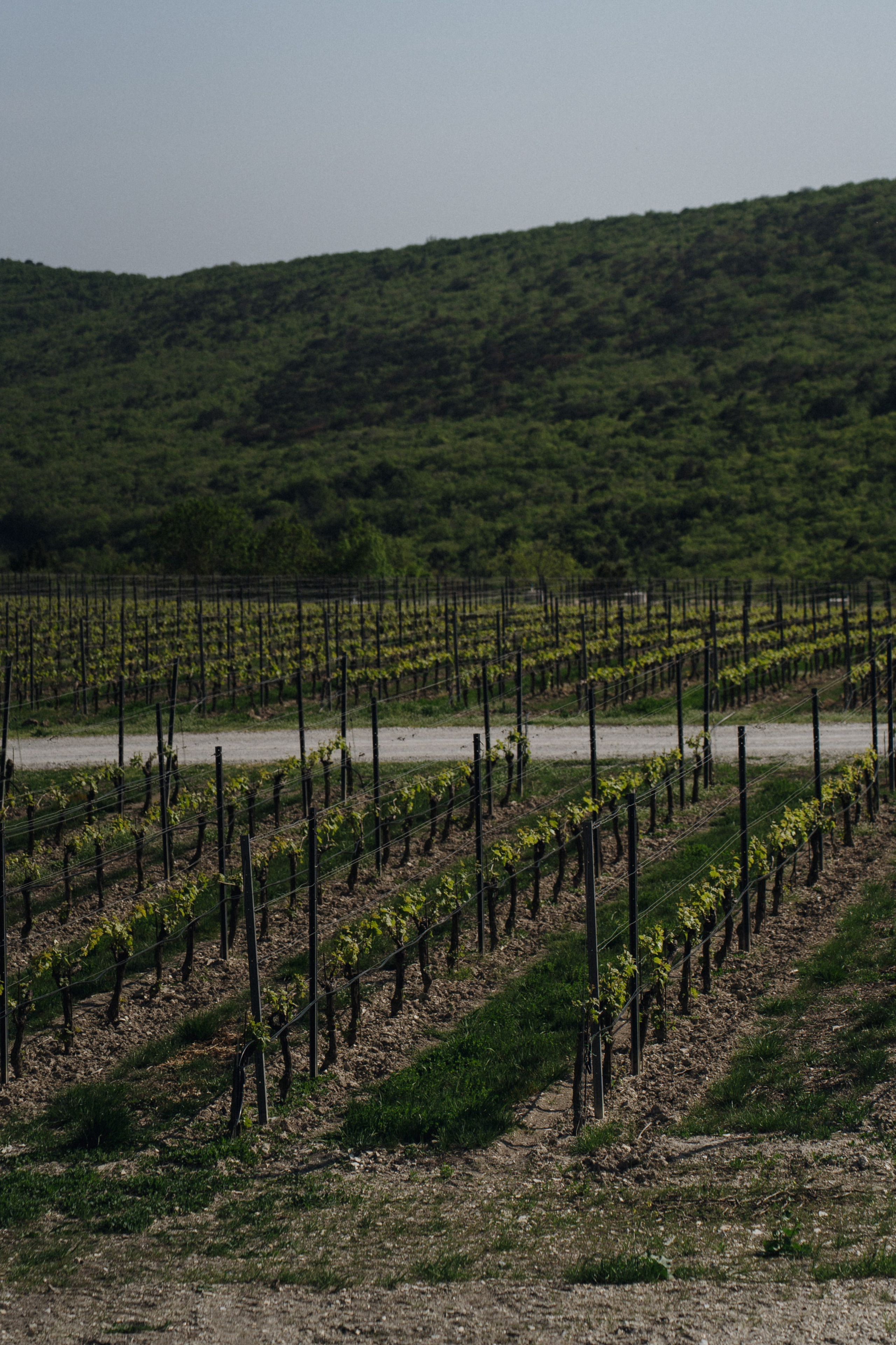 Скалистый берег 2024. Свадебный фотограф в Краснодаре и Сочи Винидиктова Екатерина