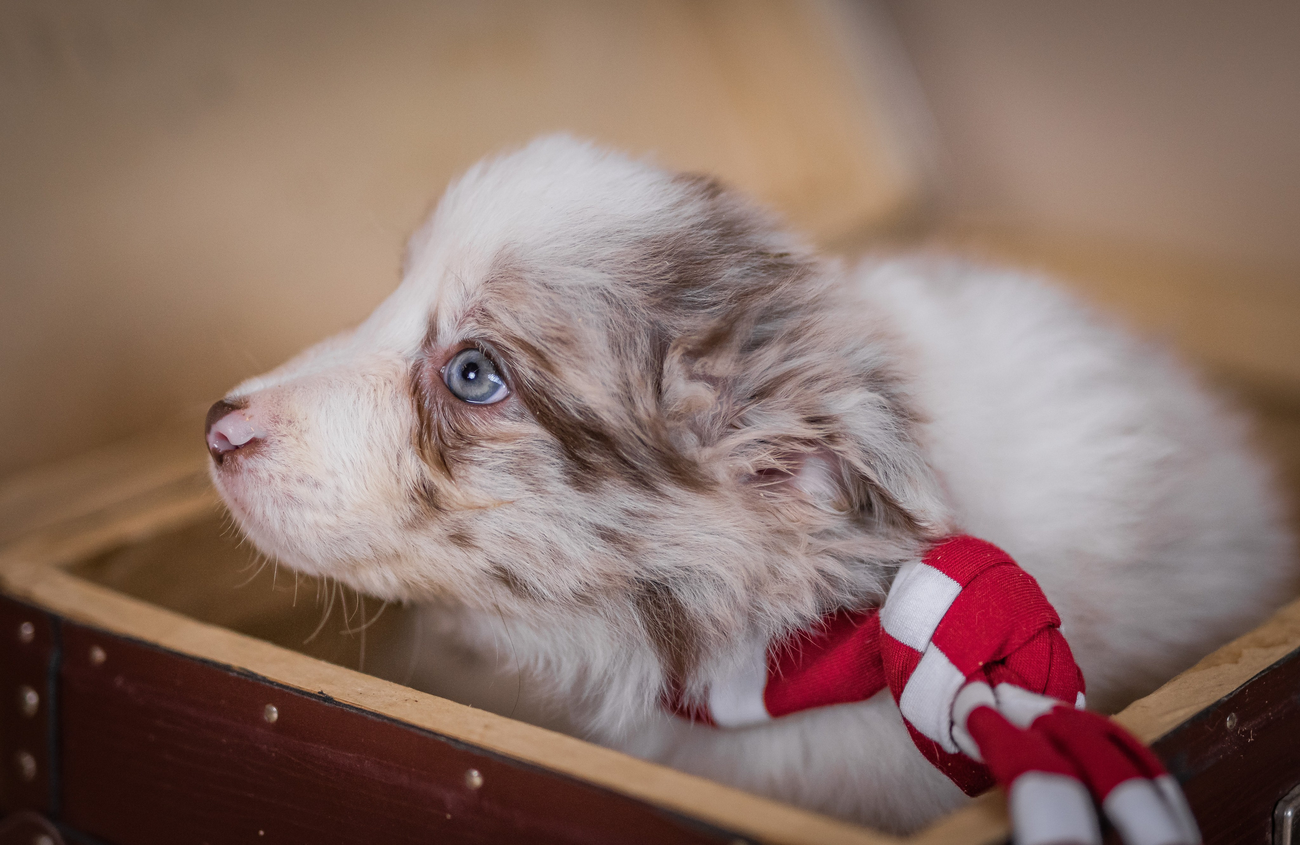 Фритсвит. Семейный фотограф Ефремова Виктория