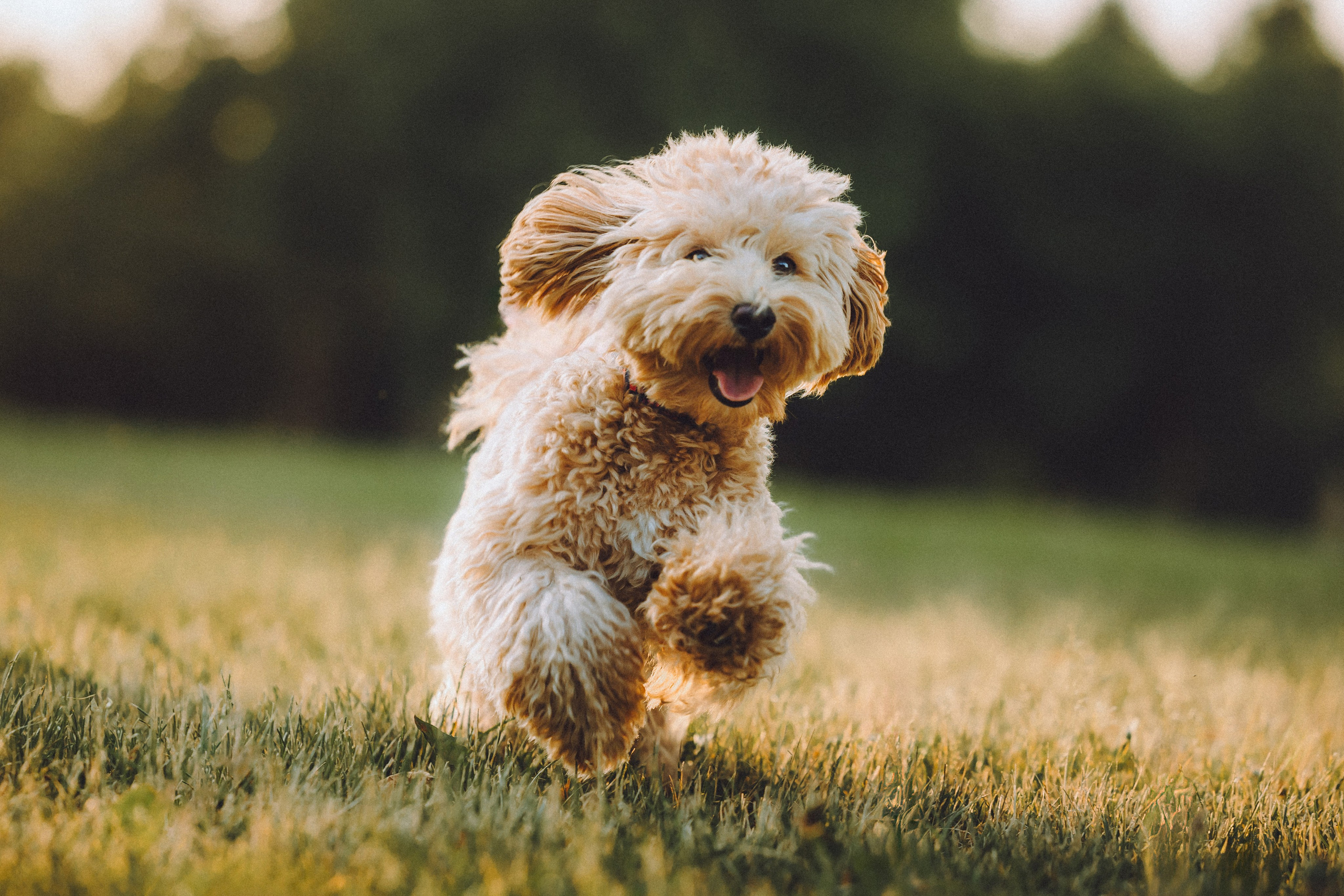 Фред и его семья