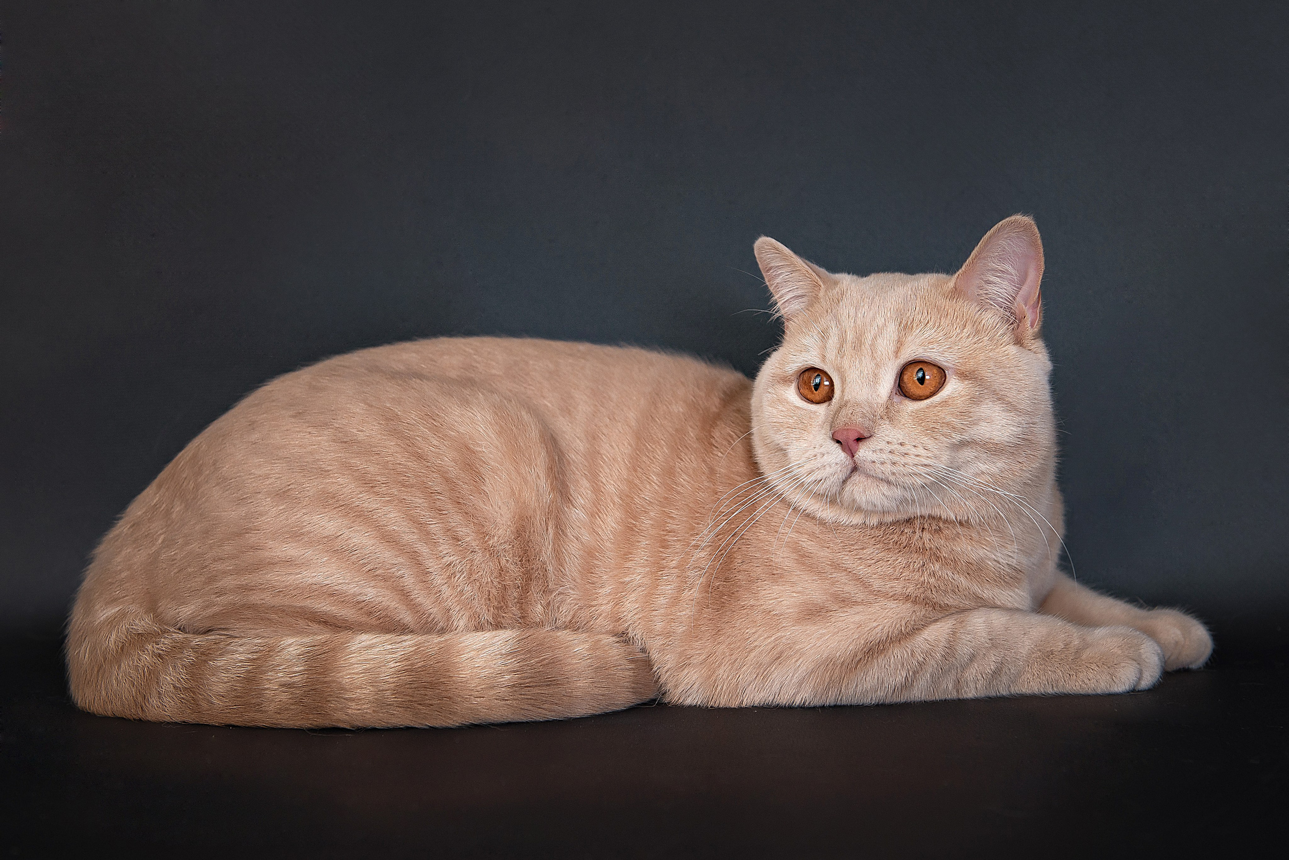 Анималистика. Детский и семейный фотограф в Пензе Камалова Анастасия