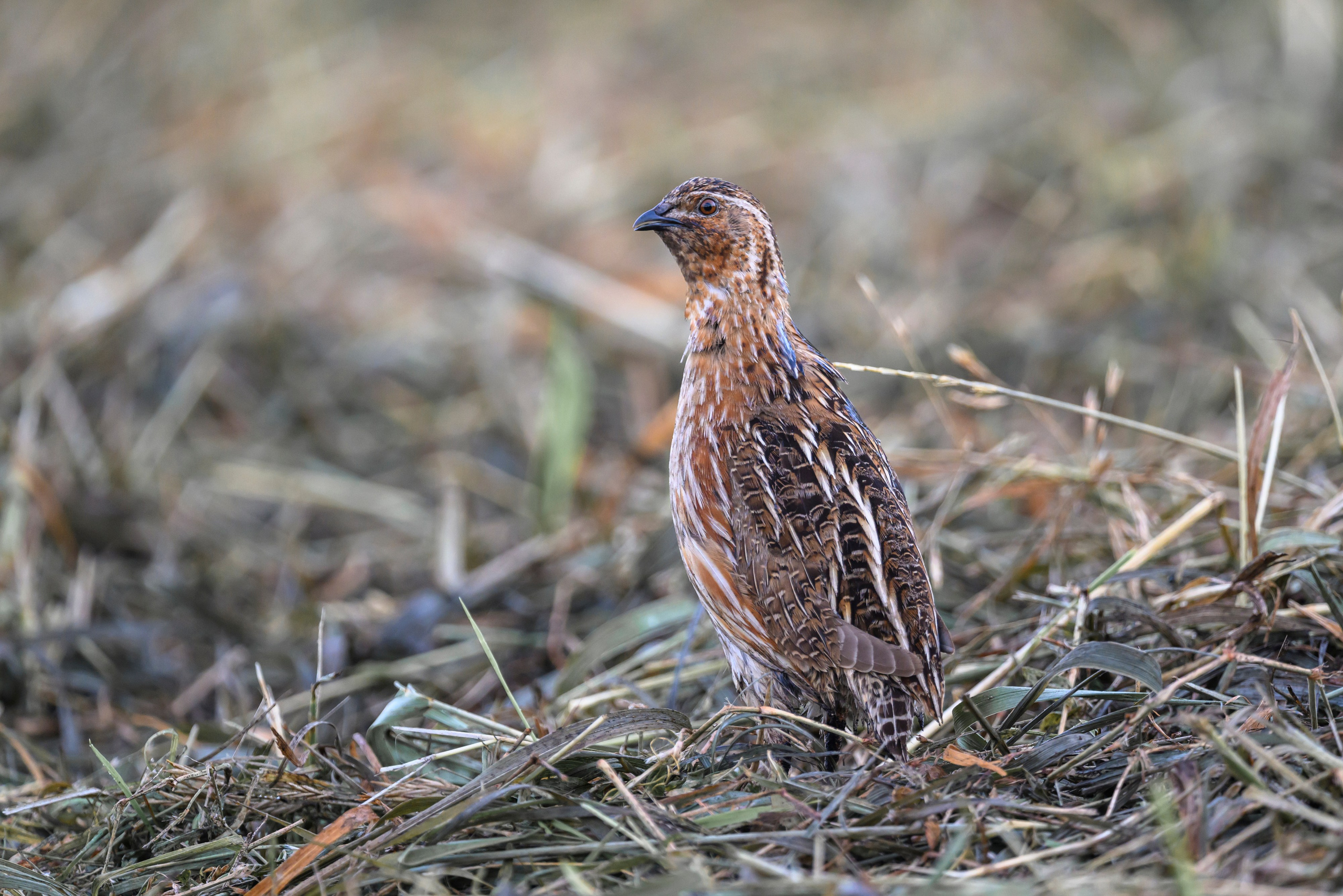 Перепел. Wildlife photography by Sergey Puponin