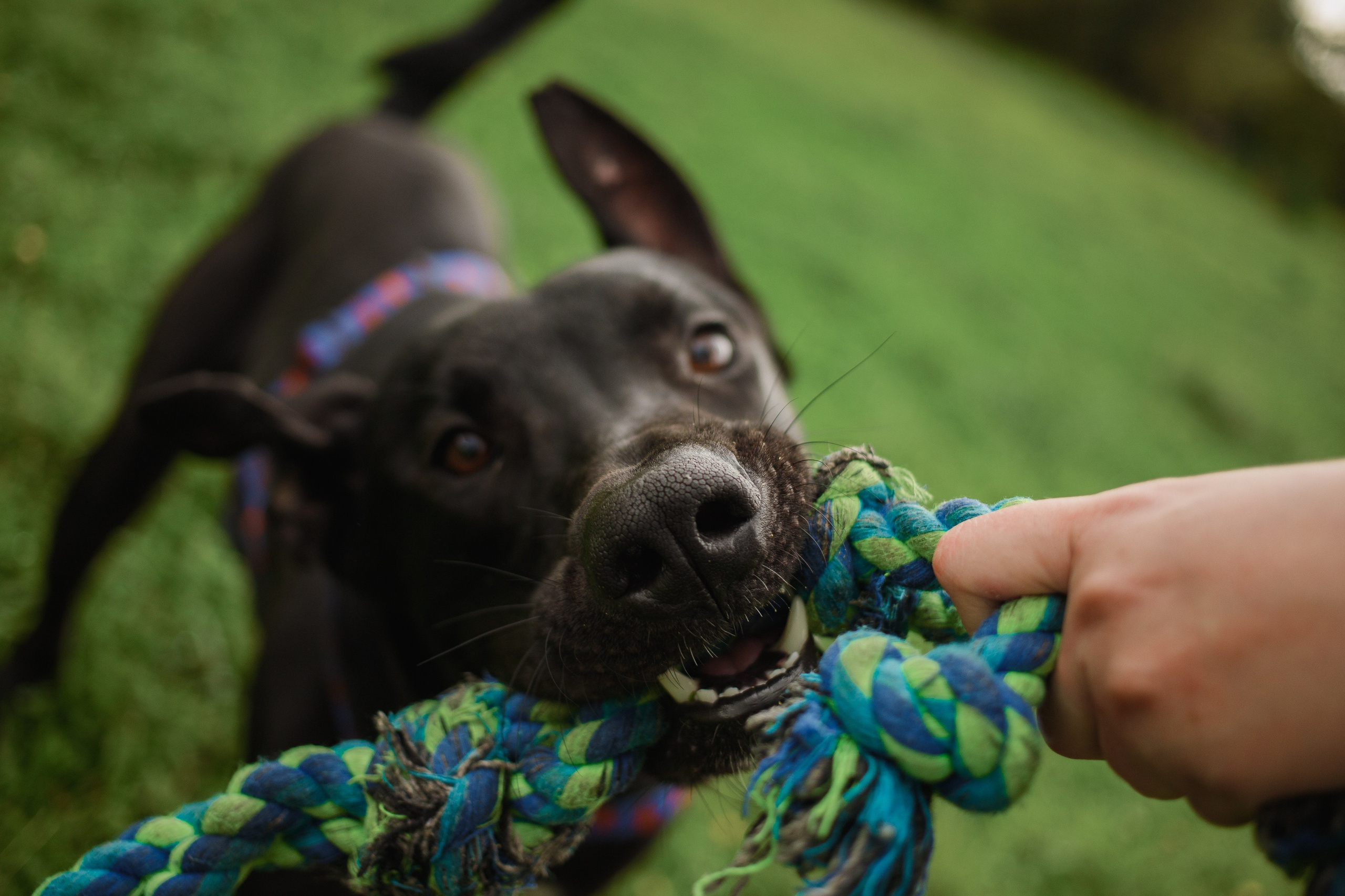 Отис ищет дом. Портретный фотограф в Санкт-Петербурге Катя Протасевич