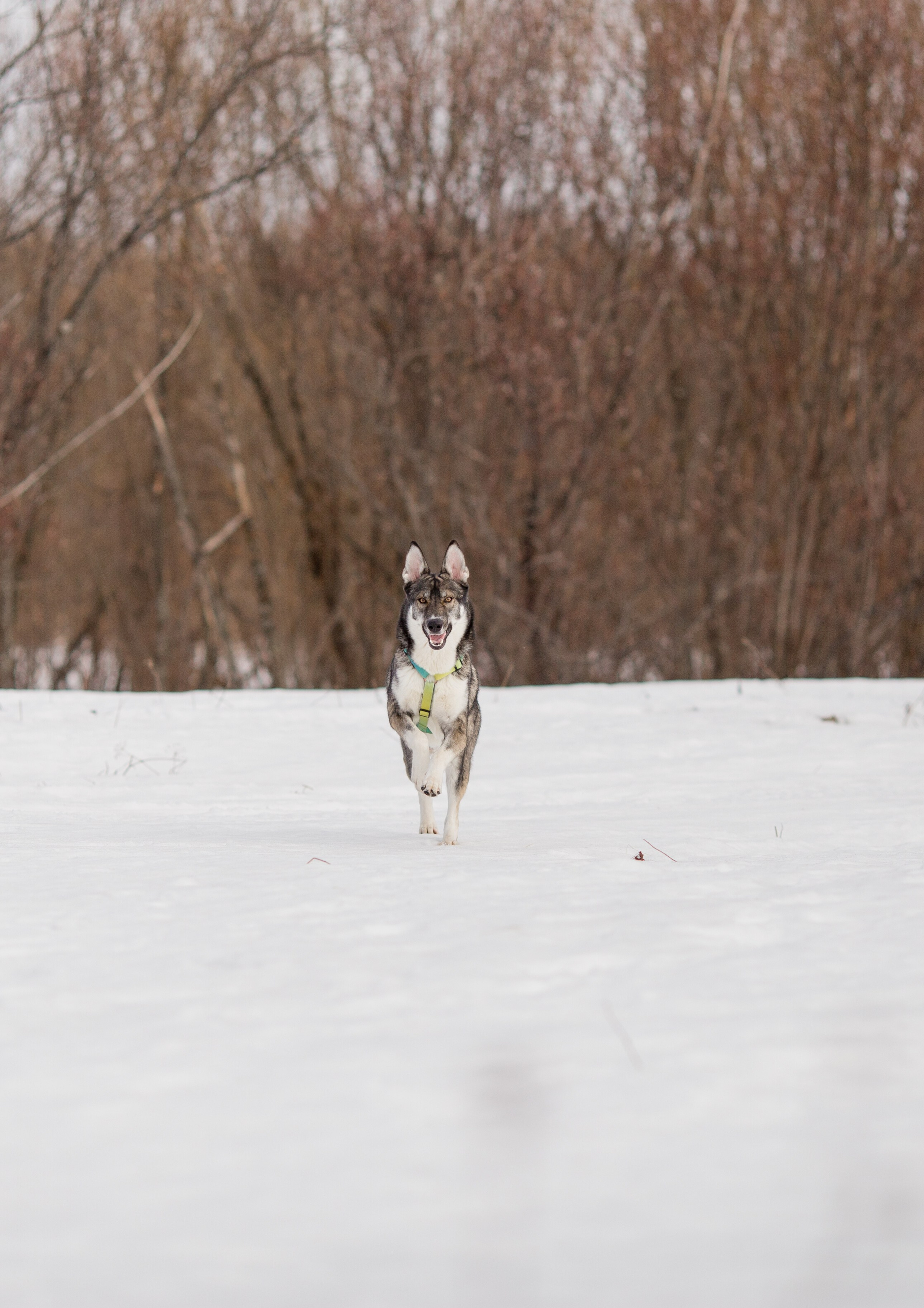 Фотосессия с собакой в Архангельске