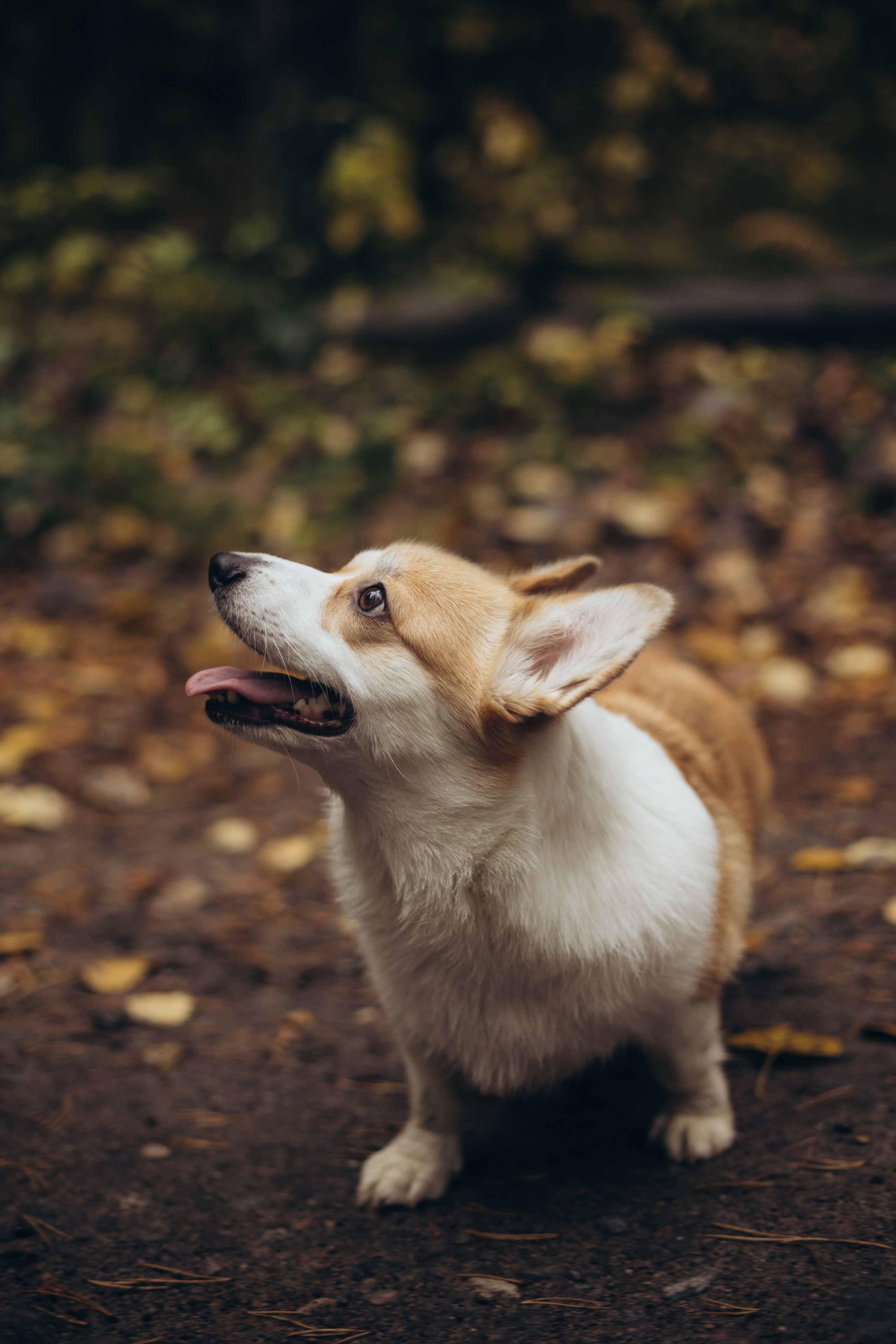 В осеннем лесу. Фотограф из Петербурга