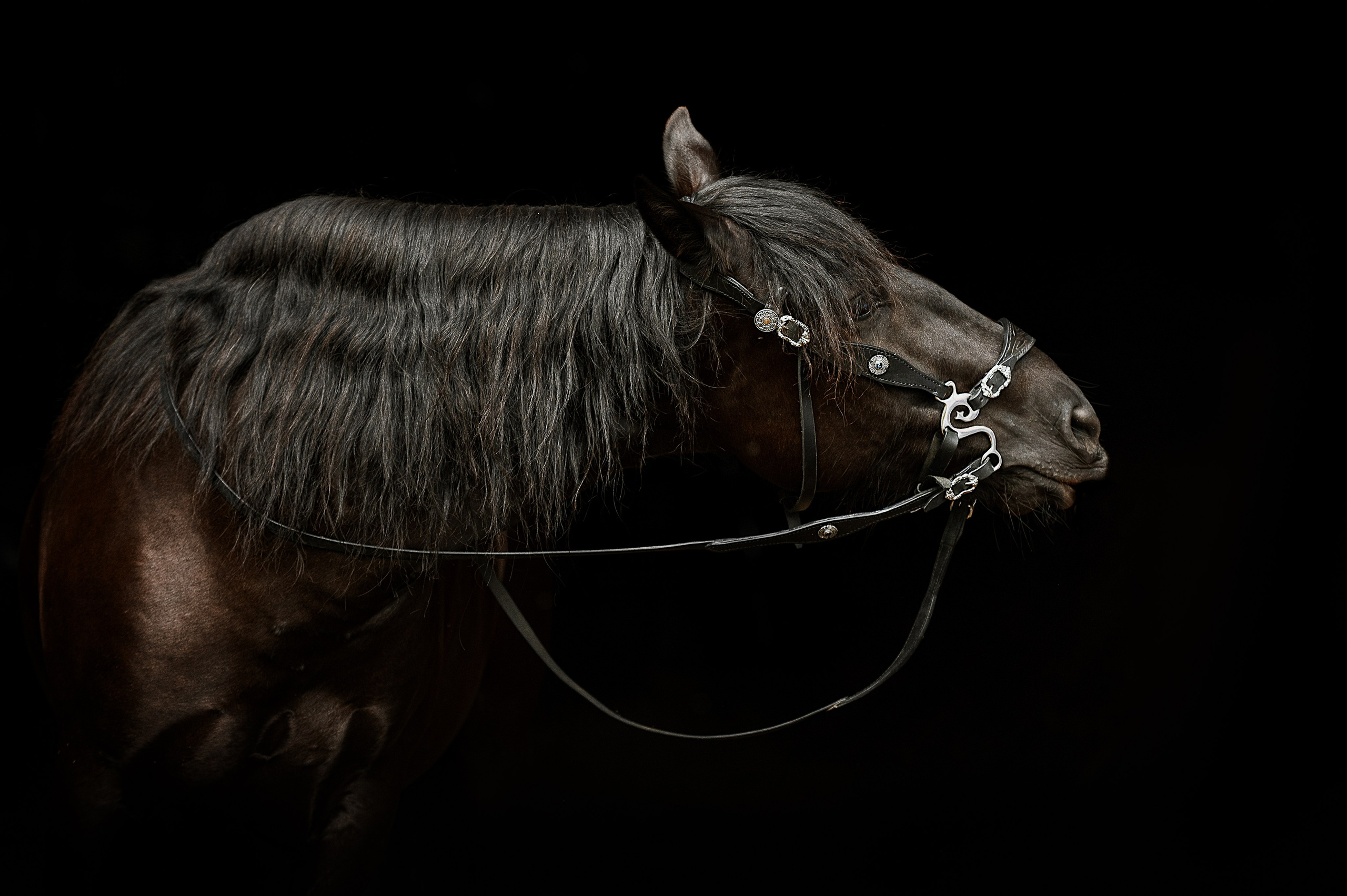 Мара. Фотограф-анималист