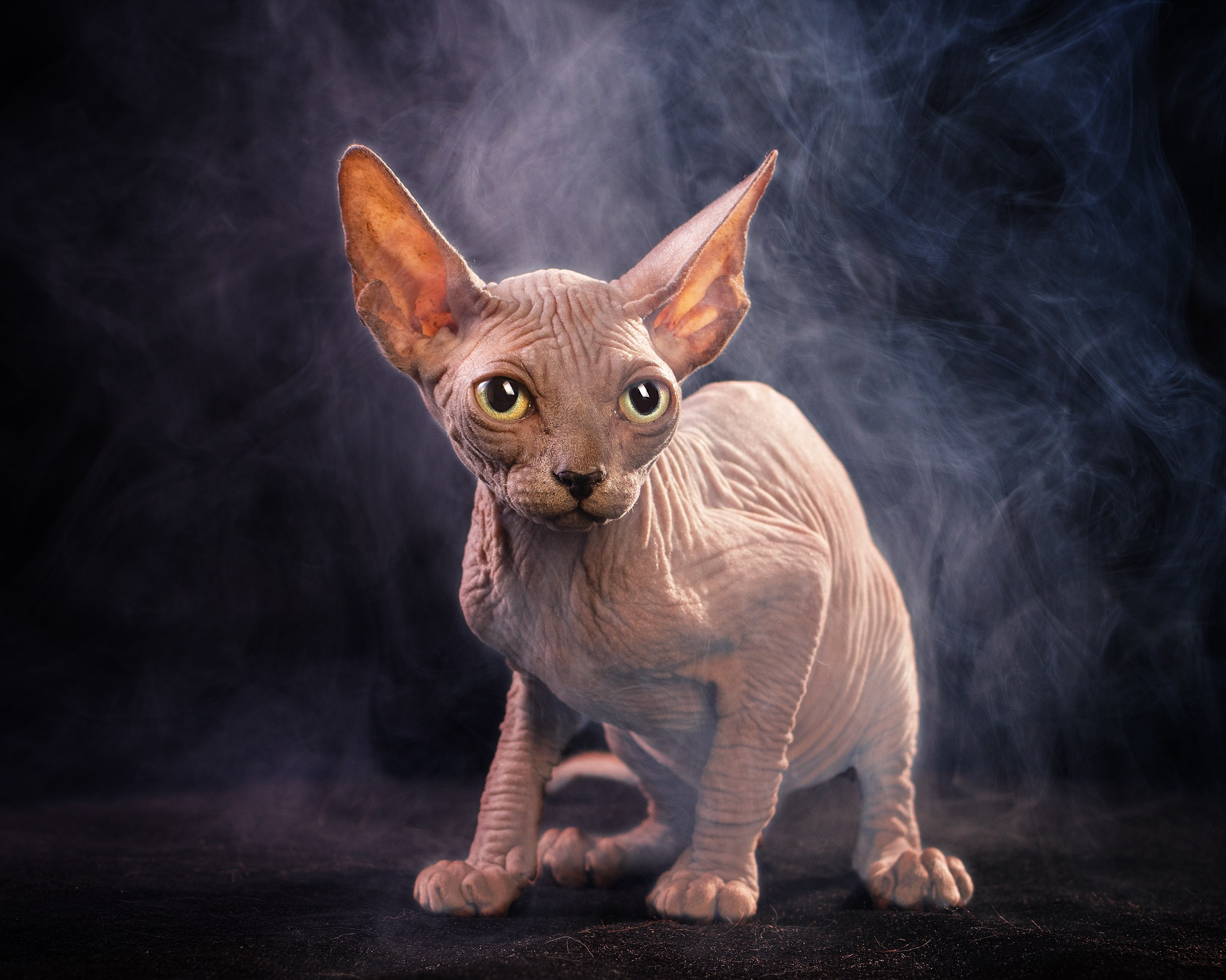 Животные. Семейный и детский фотограф в Москве Ольга Мэй