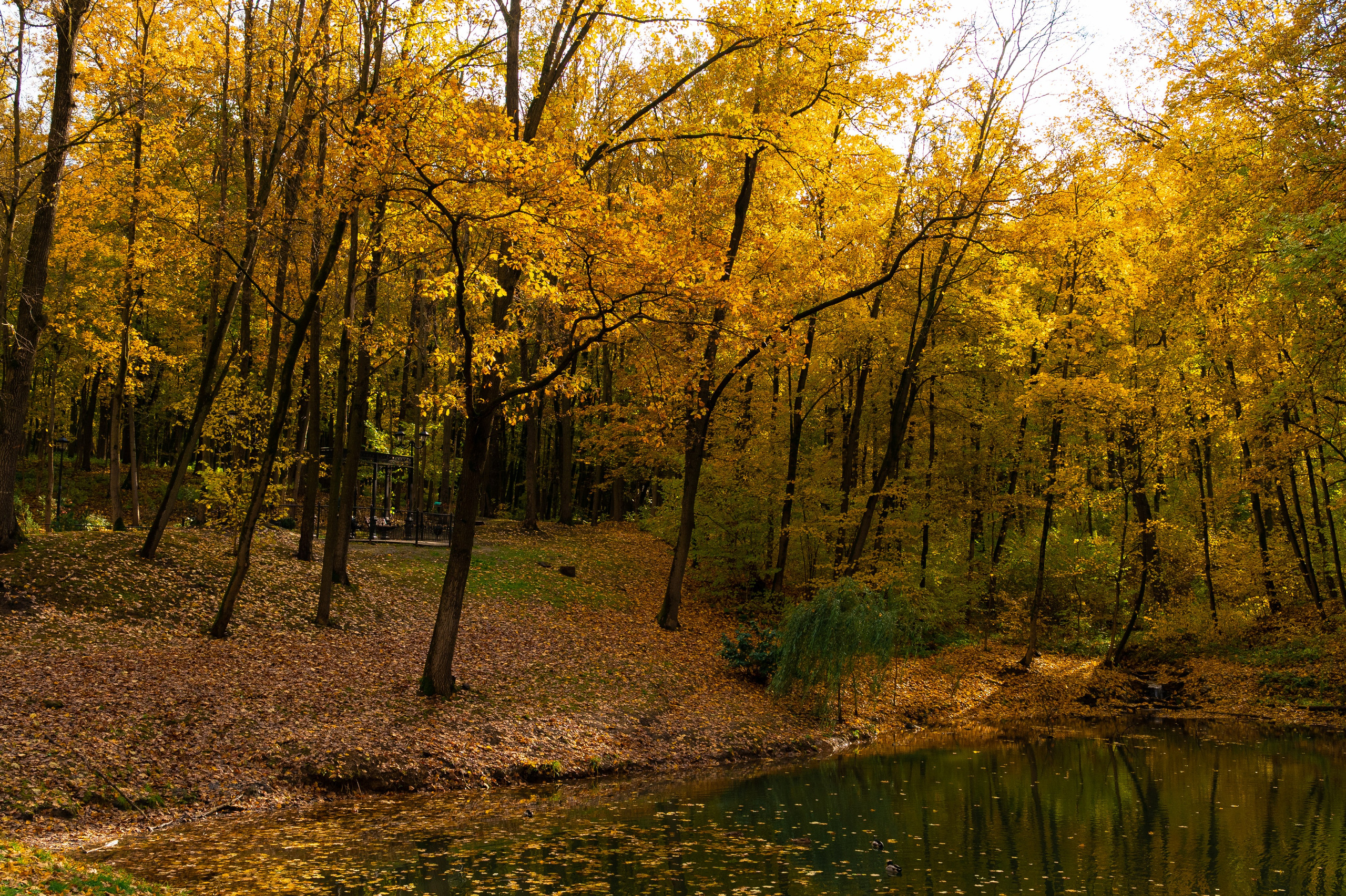Платоновский парк. Фотограф и видеооператор в Туле | Даниил Рыбак