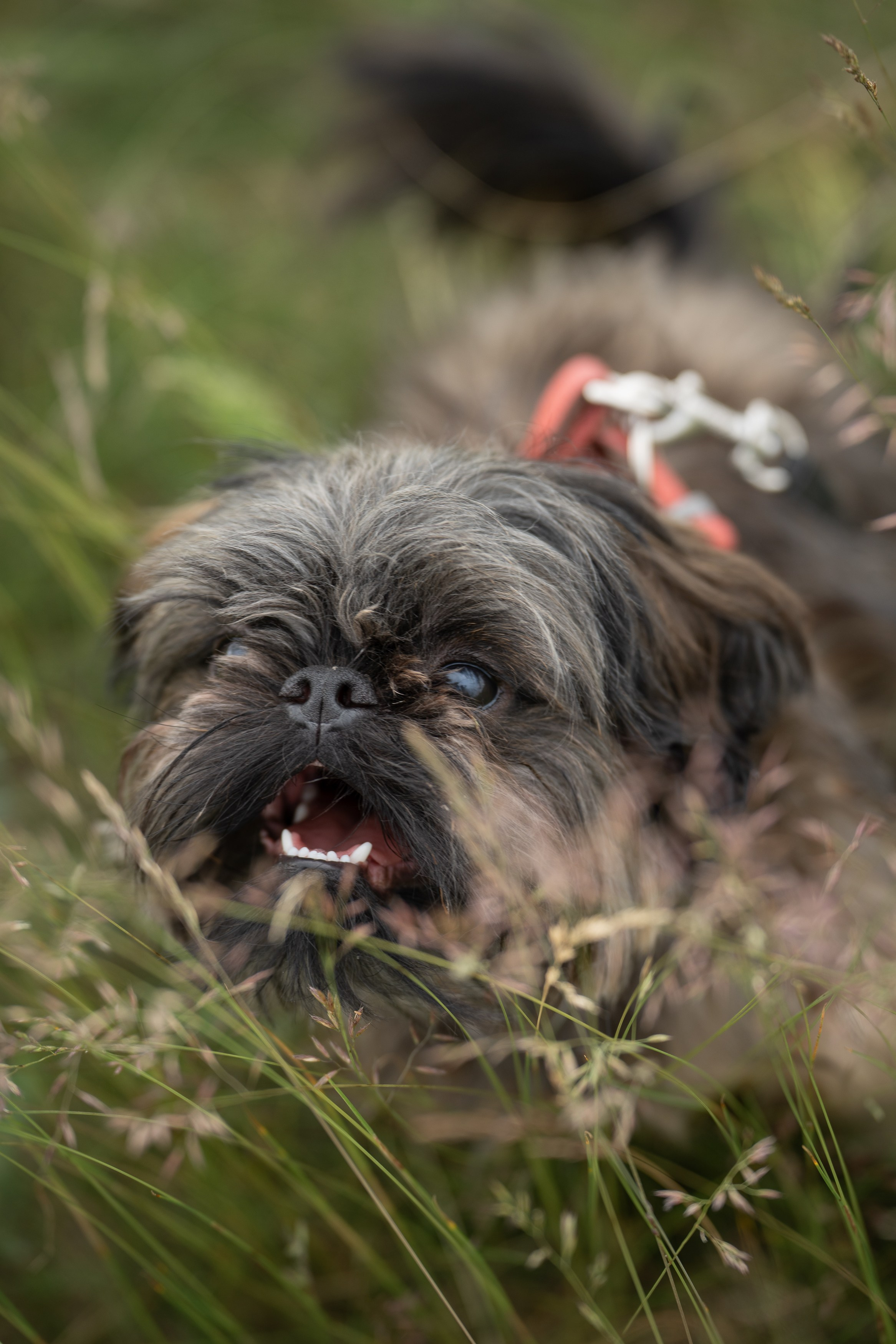 Анимализм. Портретный фотограф Олеся Владимирова в Москве