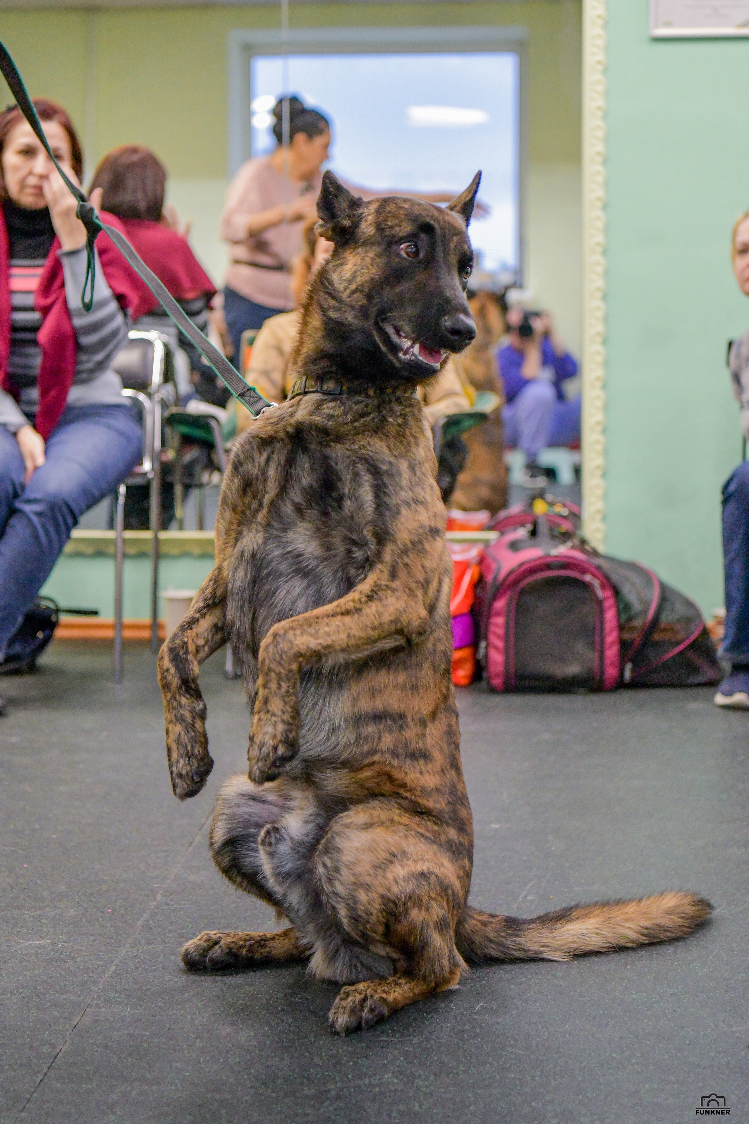 Кинологический клуб «Бодрый хвост». Свой взгляд через объектив