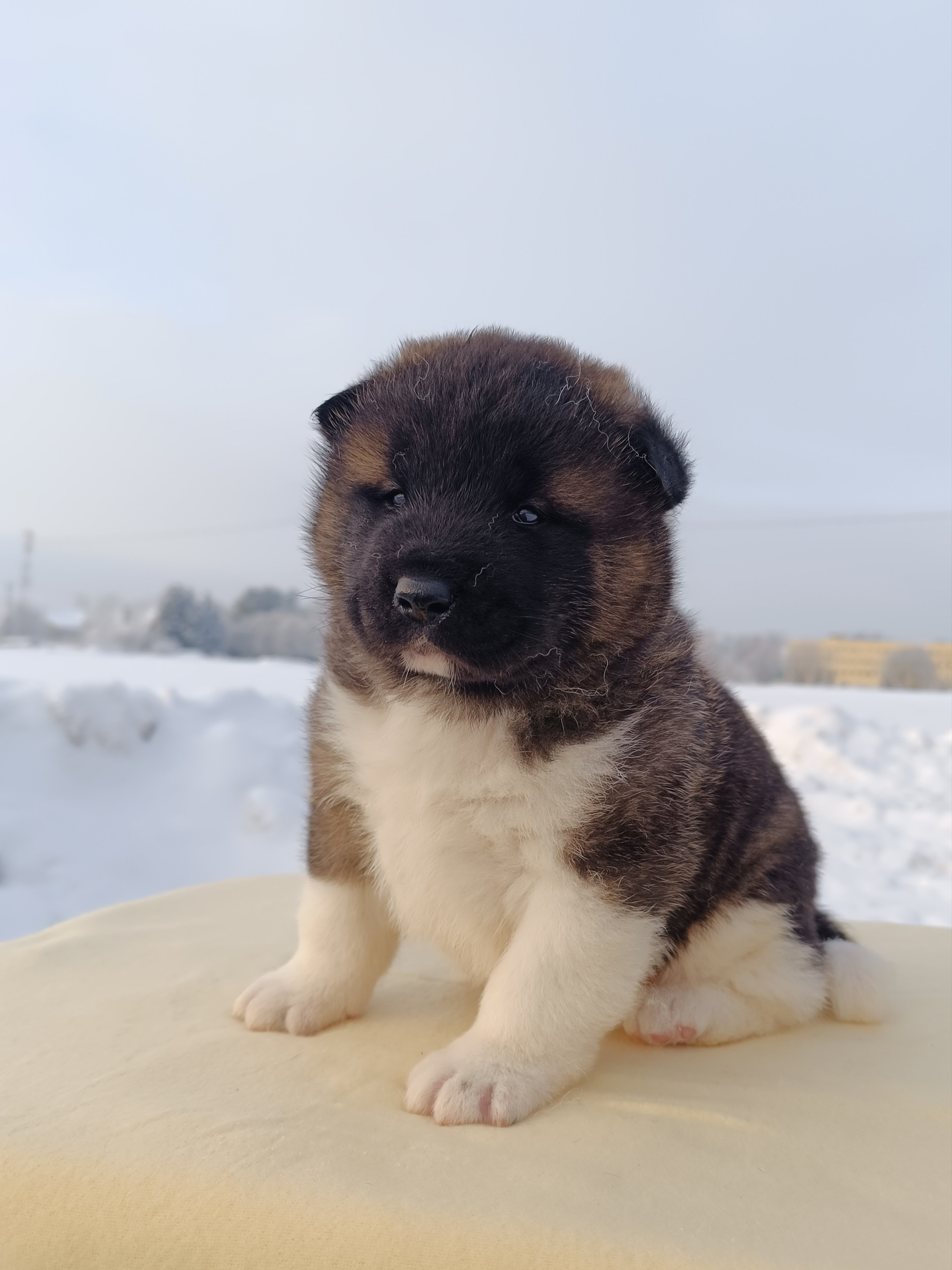 Rubylight Ctsar'. Американская акита I Сиба ину I Питомник RUBYLIGHT