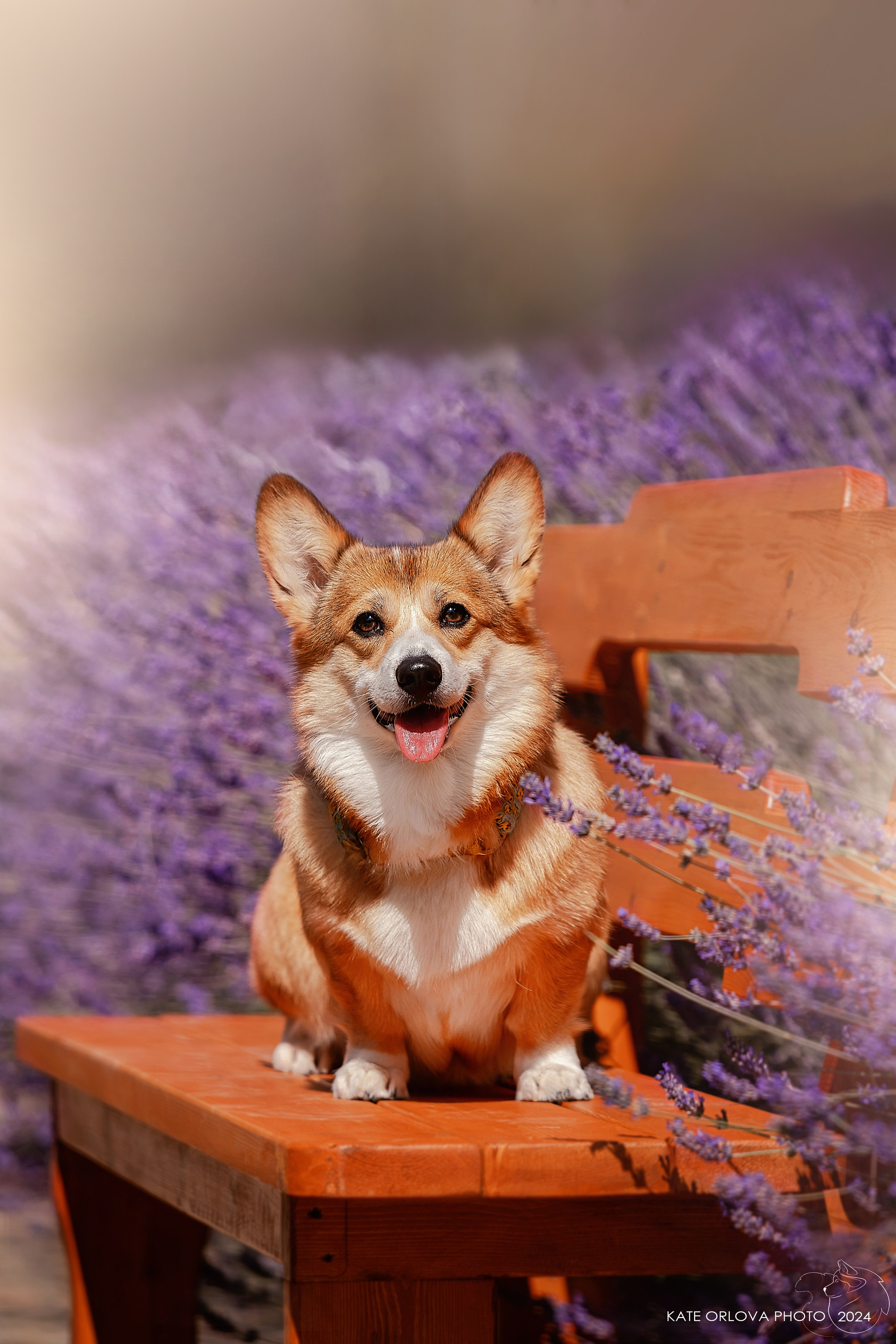 Фотосъемка собак, щенков, на выставках, фотограф анималист Россия воронеж. Питомник собак Акита, Хаски, Корги