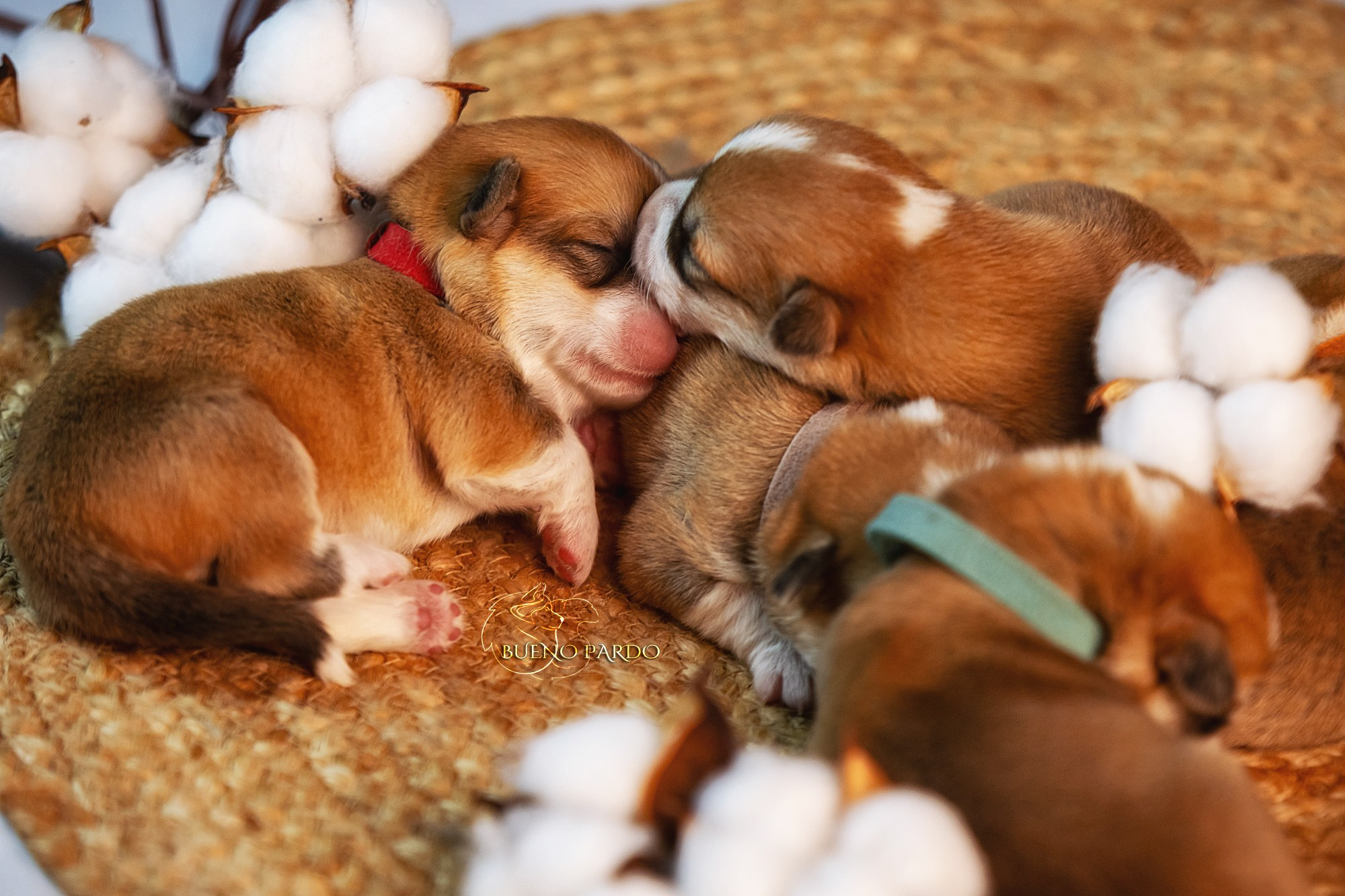 Щенки вельш корги пемброк из питомника. Питомник собак Акита, Хаски, Корги