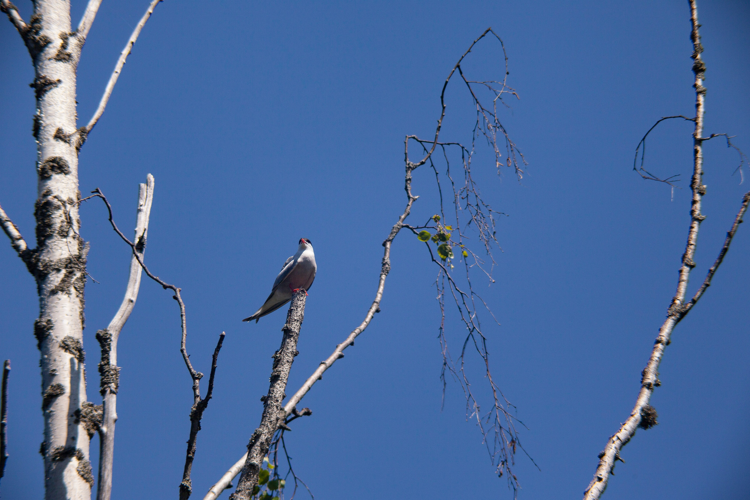 Крачки. Фотограф Адигамова Юлия в Петербурге