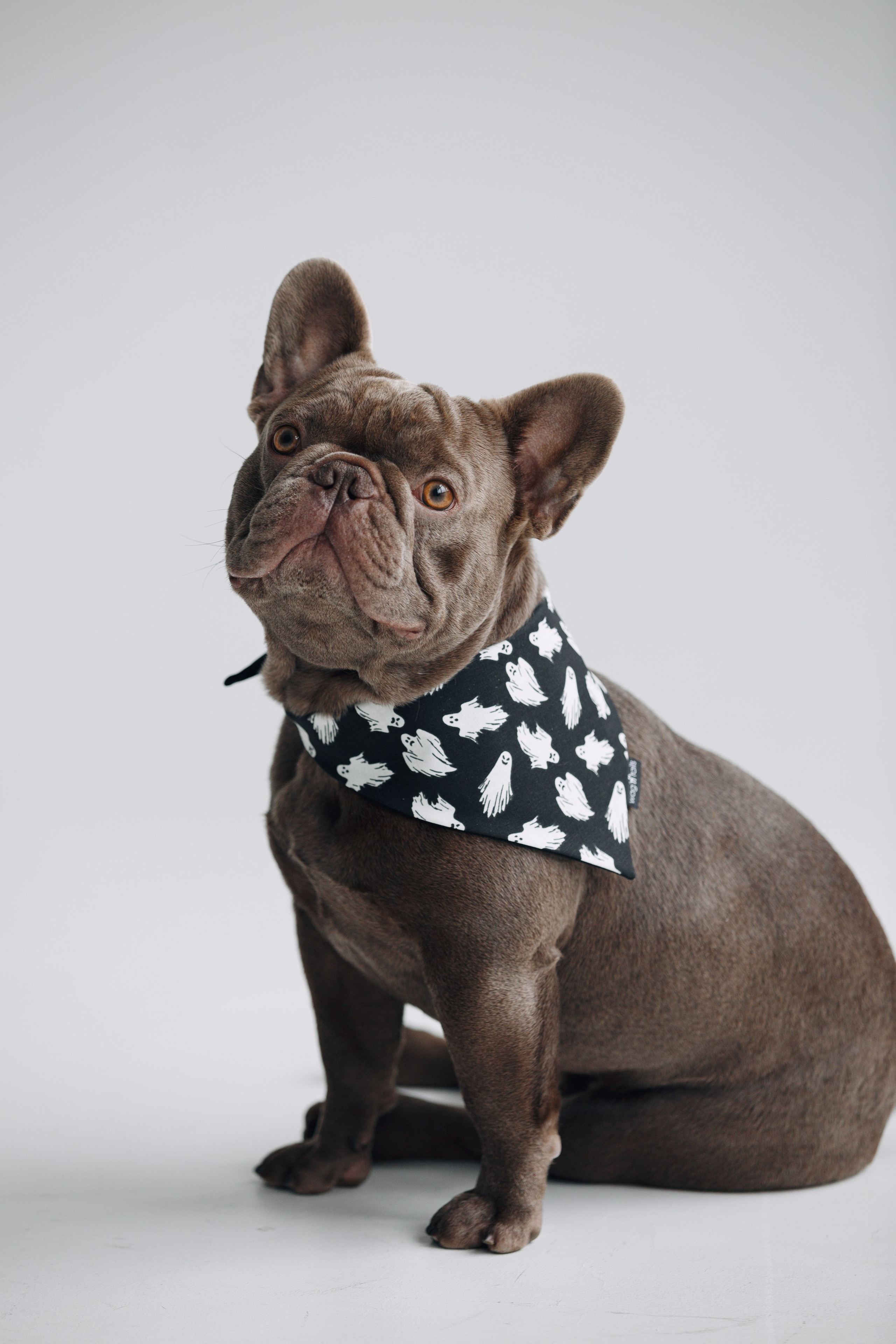 Wag'n'tails аксессуары для животных. Фотограф анималист Кристина Карпова, Москва