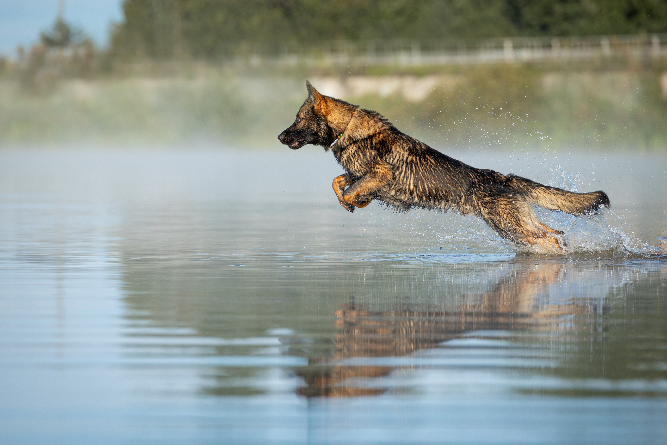 Немецкие овчарки Кетчер и Роскошь. Фотограф-анималист Natalia Deingel | Фотосъемка собак в Москве