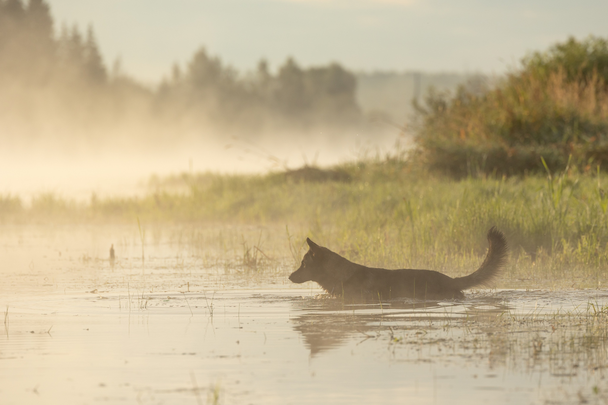Немецкие овчарки Кетчер и Роскошь. Фотограф-анималист Natalia Deingel | Фотосъемка собак в Москве