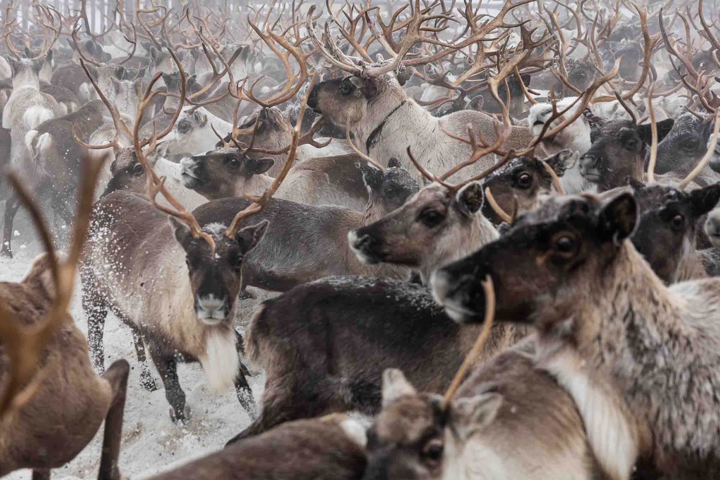 Кораль. На север к оленям. Репортажный фотограф в Сочи — Михаил Мордасов