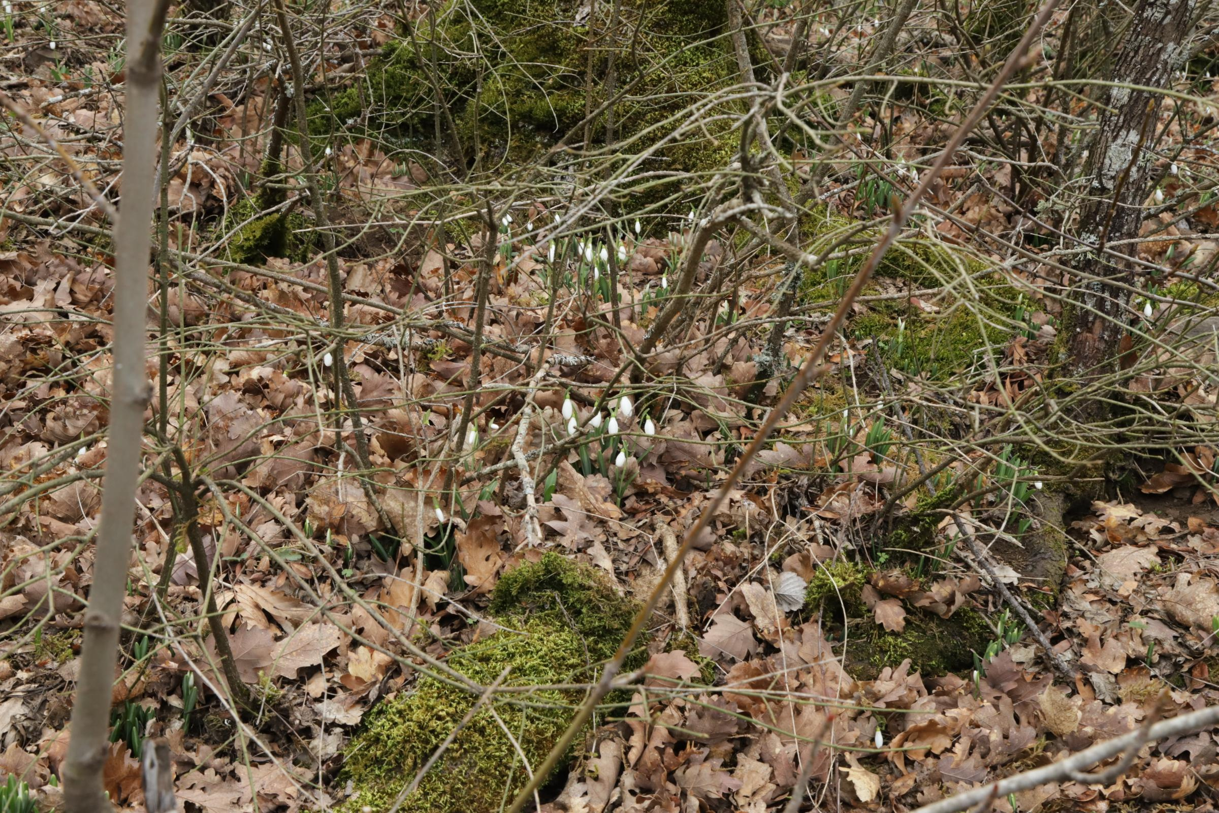 За подснежниками. Фотограф Александр Лайкачев