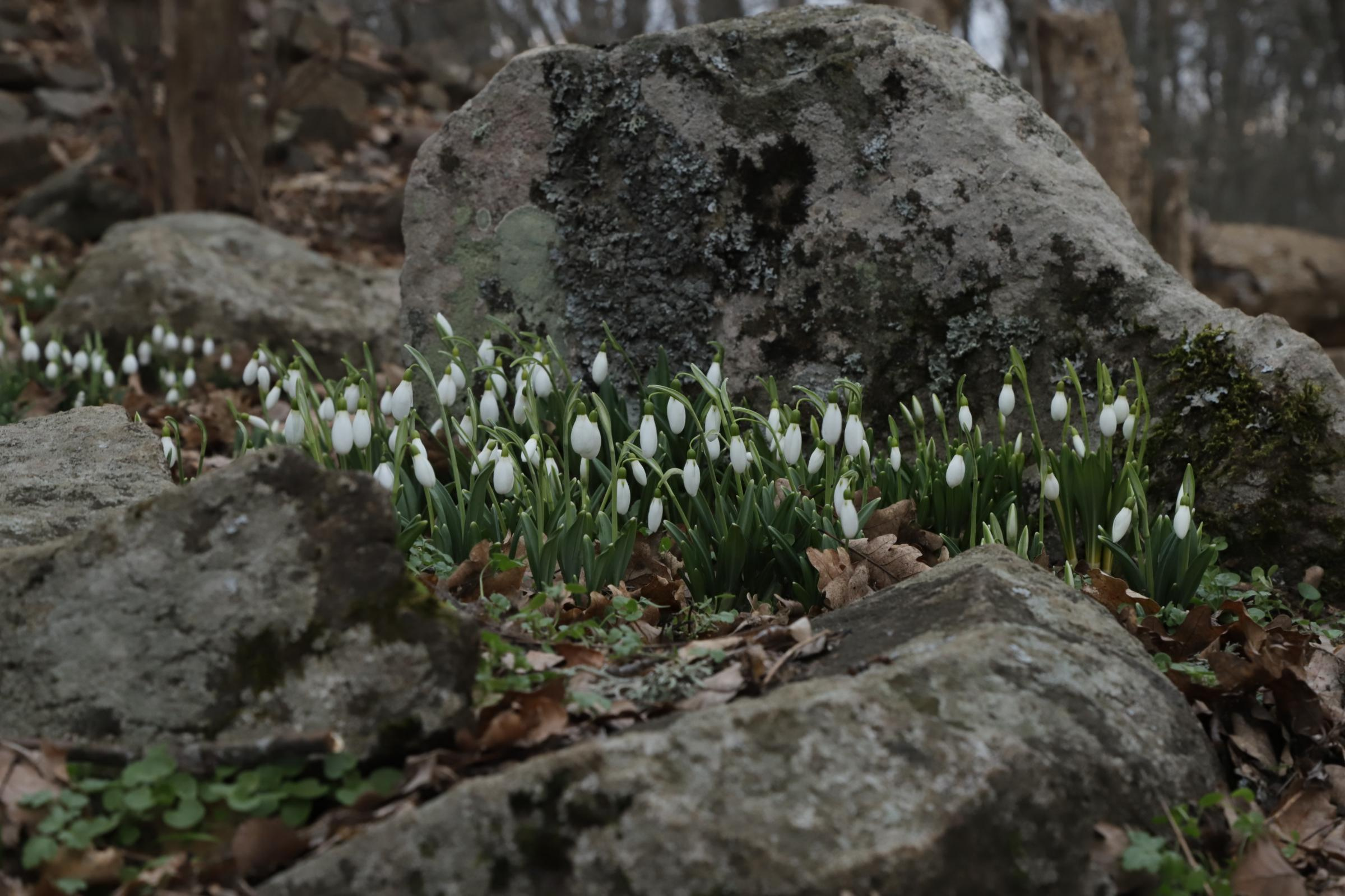 За подснежниками. Фотограф Александр Лайкачев