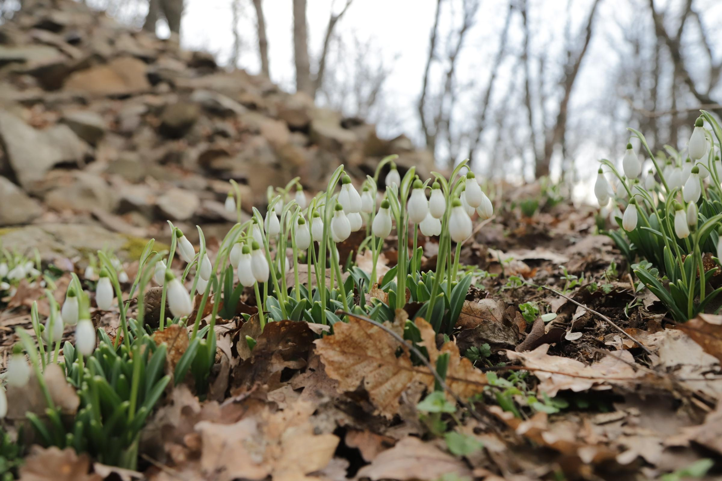 За подснежниками. Фотограф Александр Лайкачев