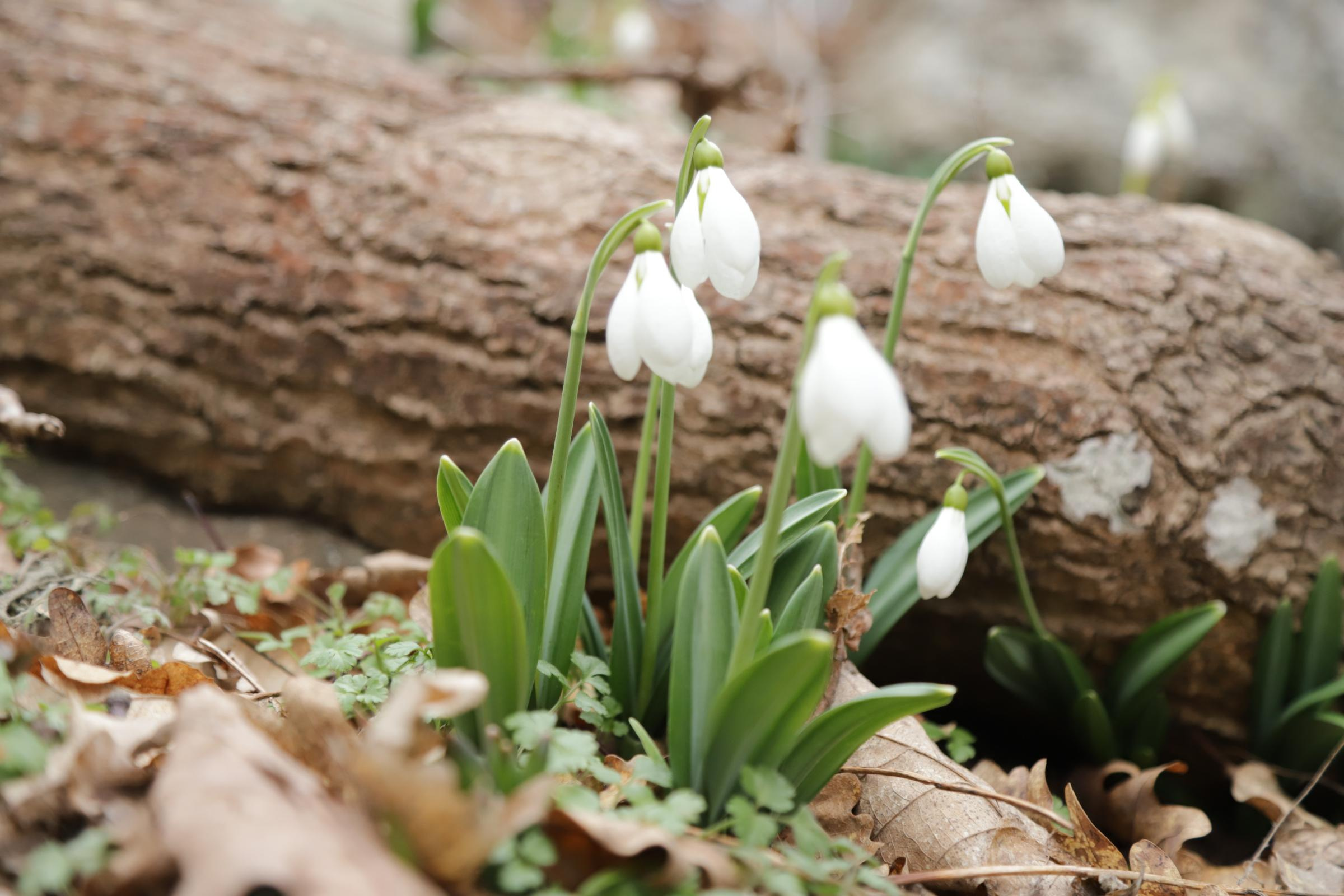 За подснежниками. Фотограф Александр Лайкачев