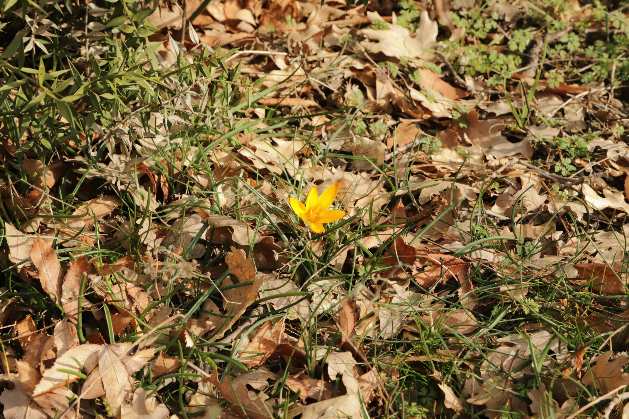 За подснежниками. Фотограф Александр Лайкачев