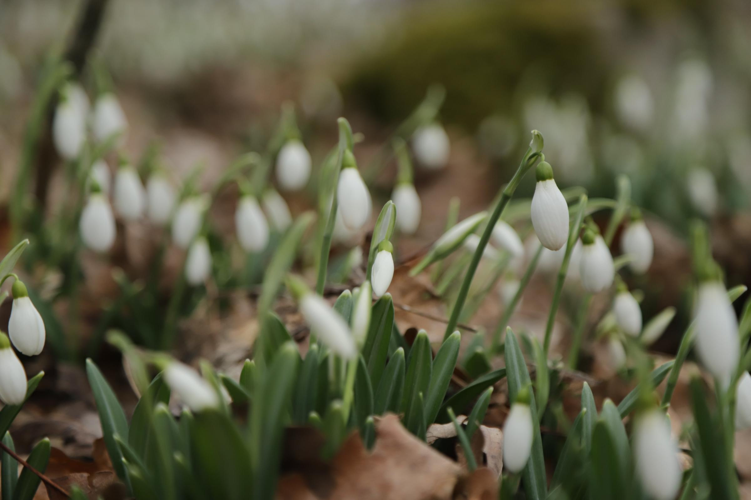 За подснежниками. Фотограф Александр Лайкачев
