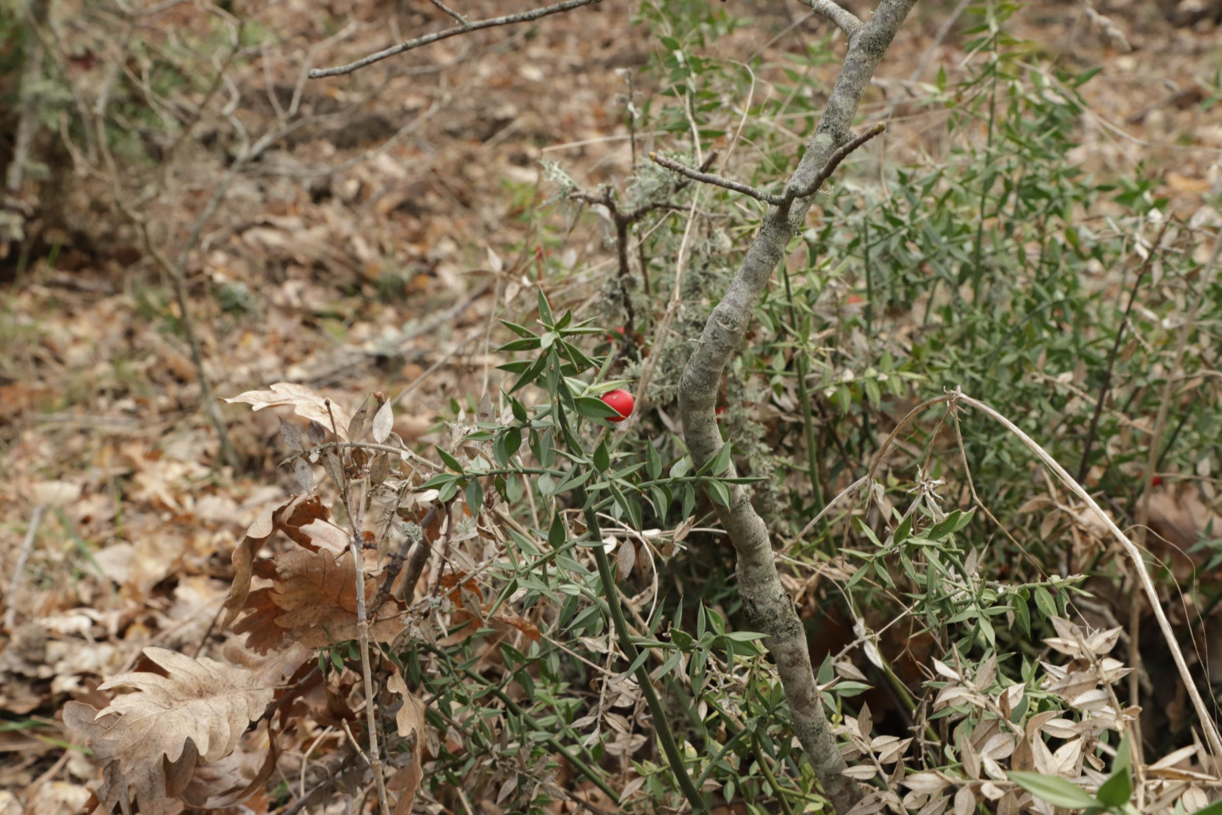 За подснежниками. Фотограф Александр Лайкачев