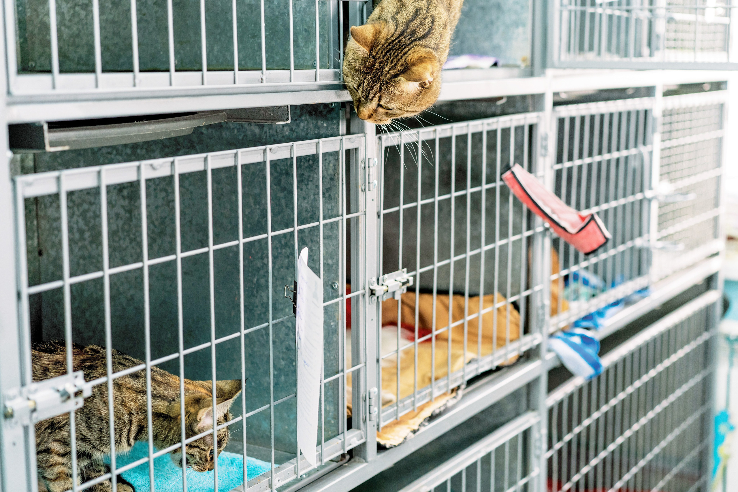 Vet clinic. Nina Petina