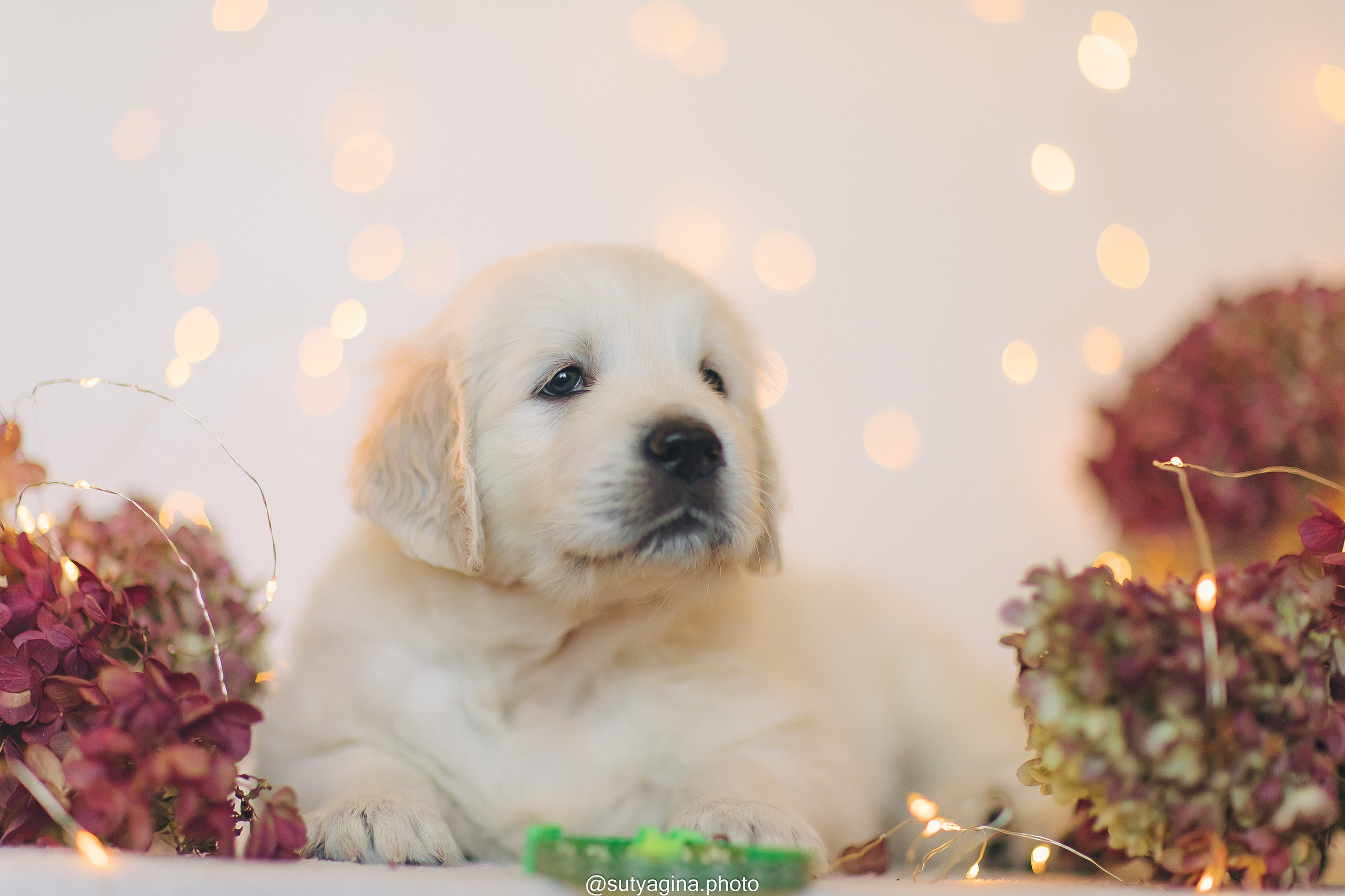 Зеленая лента. Свадебный и женский фотограф