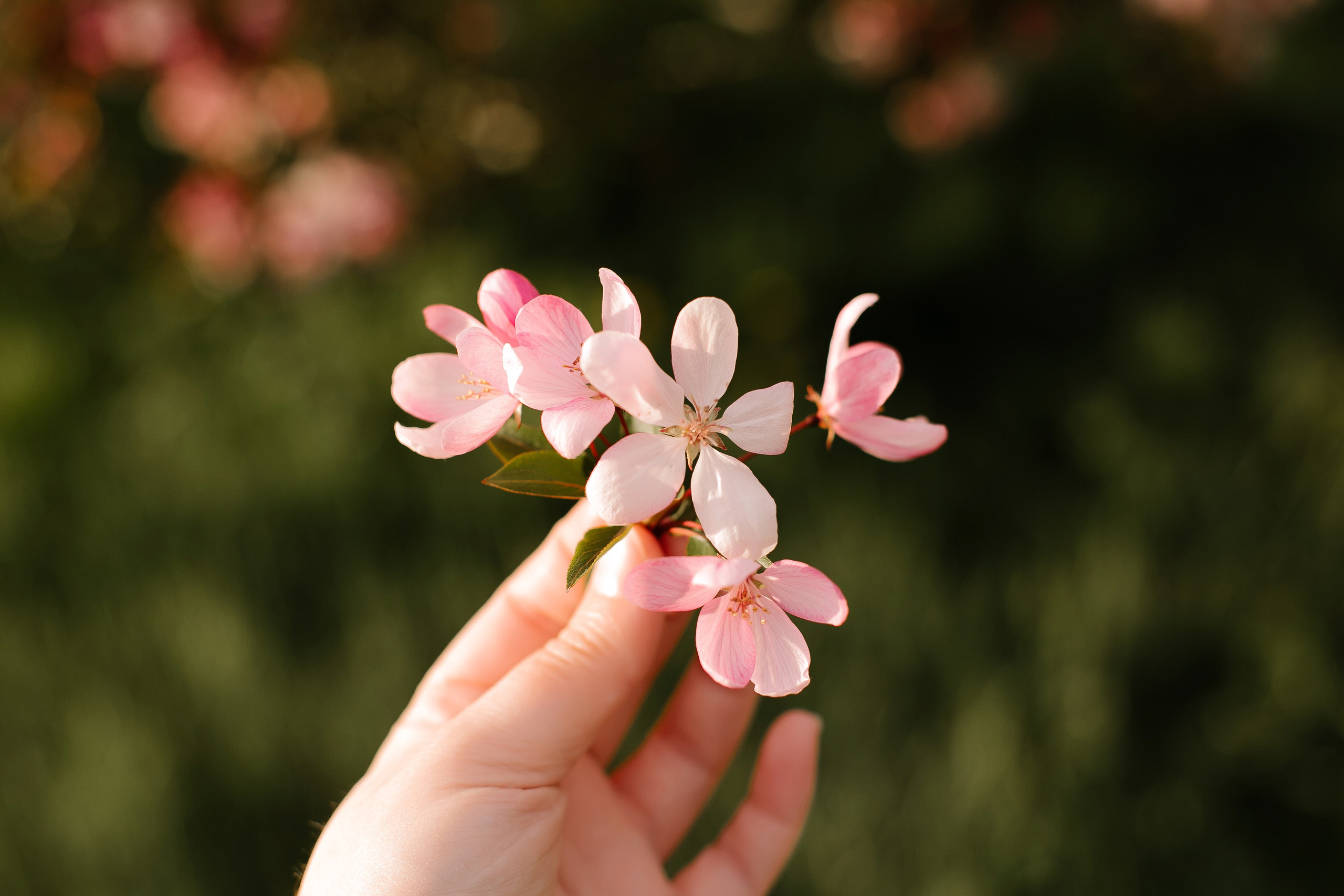 Оля в ожидании малыша. Свадебный, семейный и детский фотограф в г. Абакан респ. Хакасия Любов